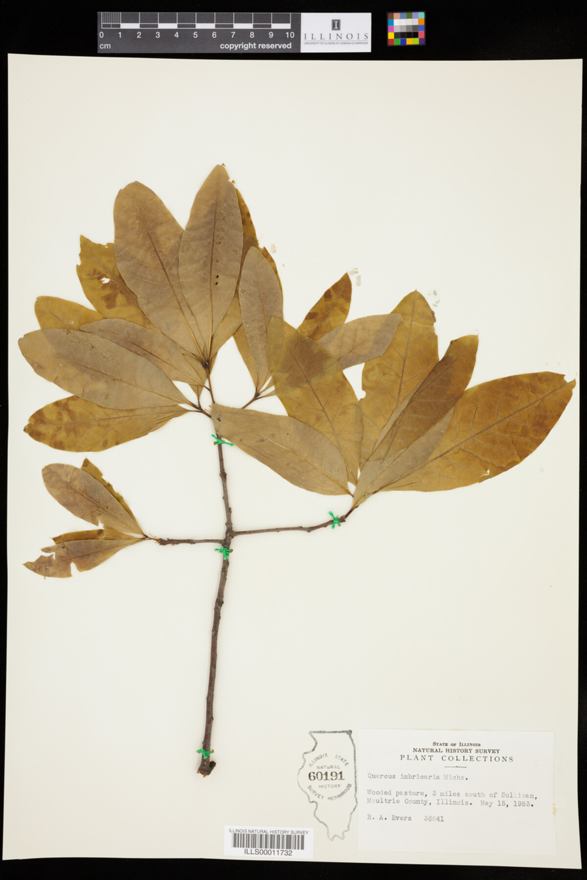 Quercus imbricaria image