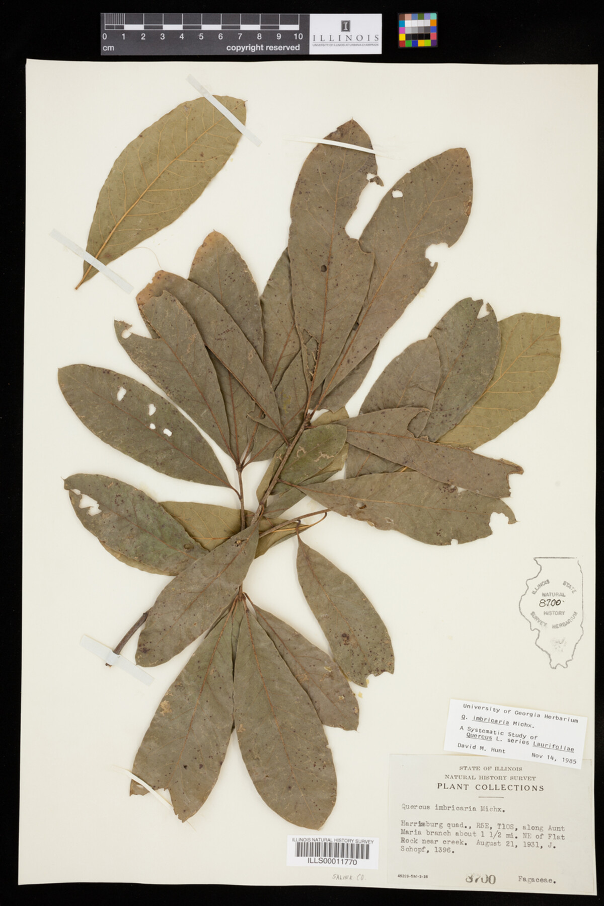 Fagaceae image