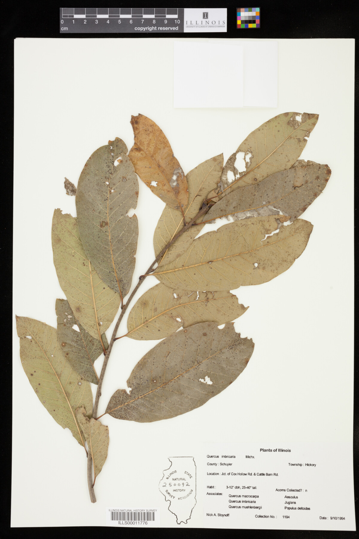 Quercus imbricaria image