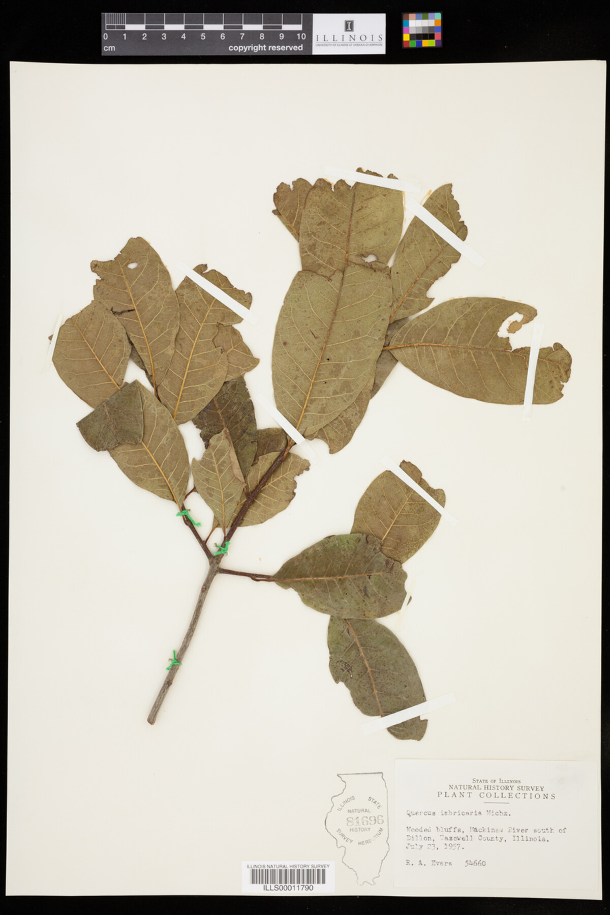 Quercus imbricaria image