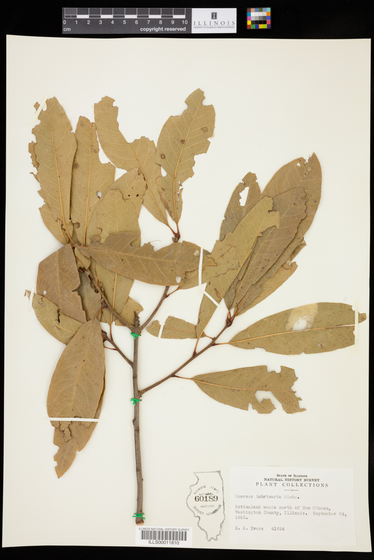 Quercus imbricaria image