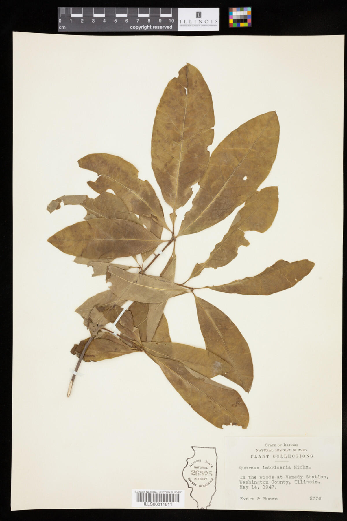 Quercus imbricaria image