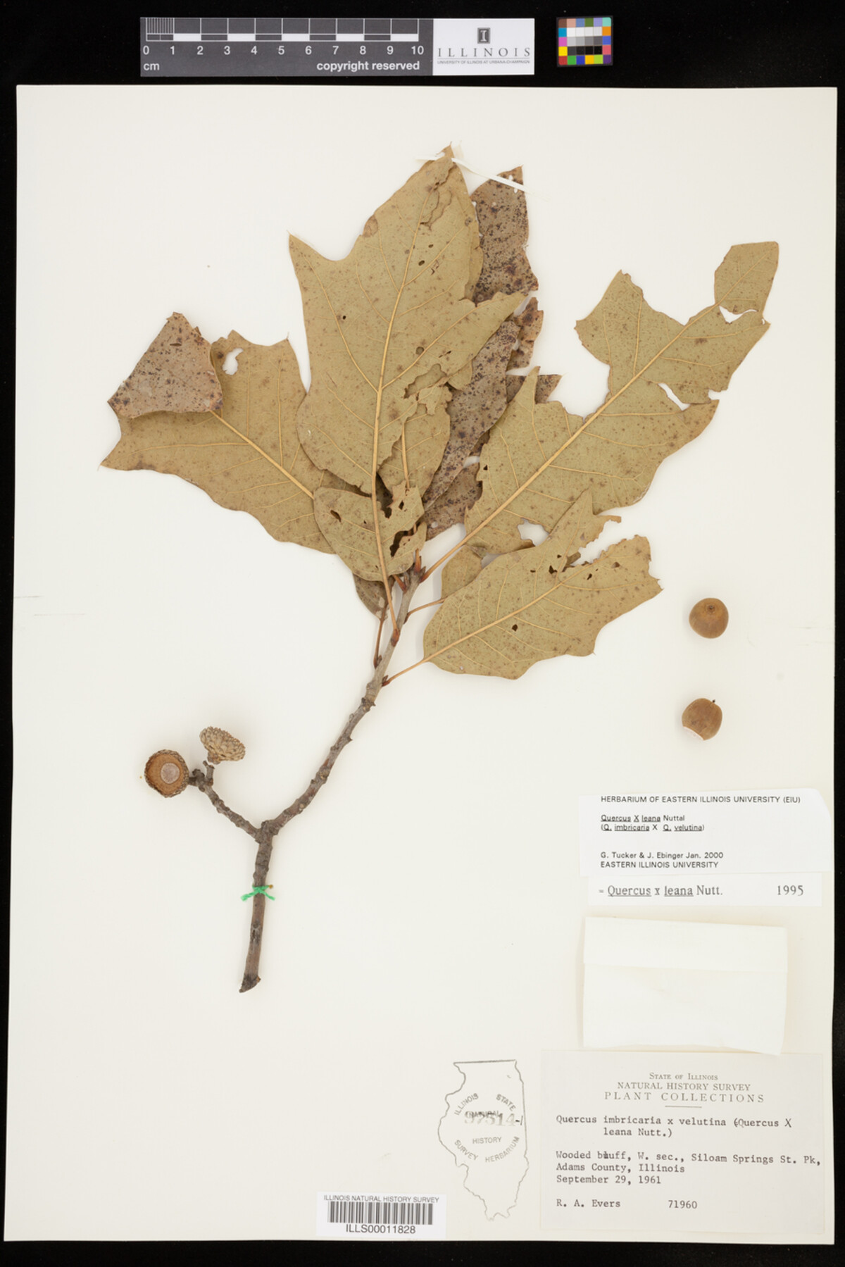 Quercus X leana image