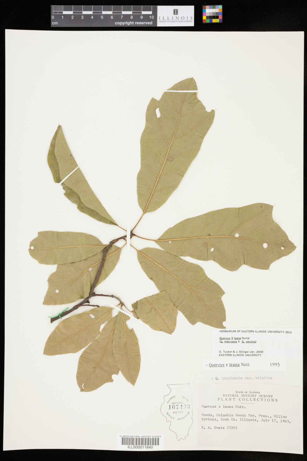 Quercus X leana image