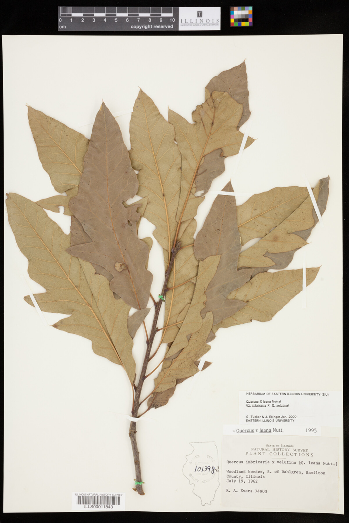 Quercus X leana image