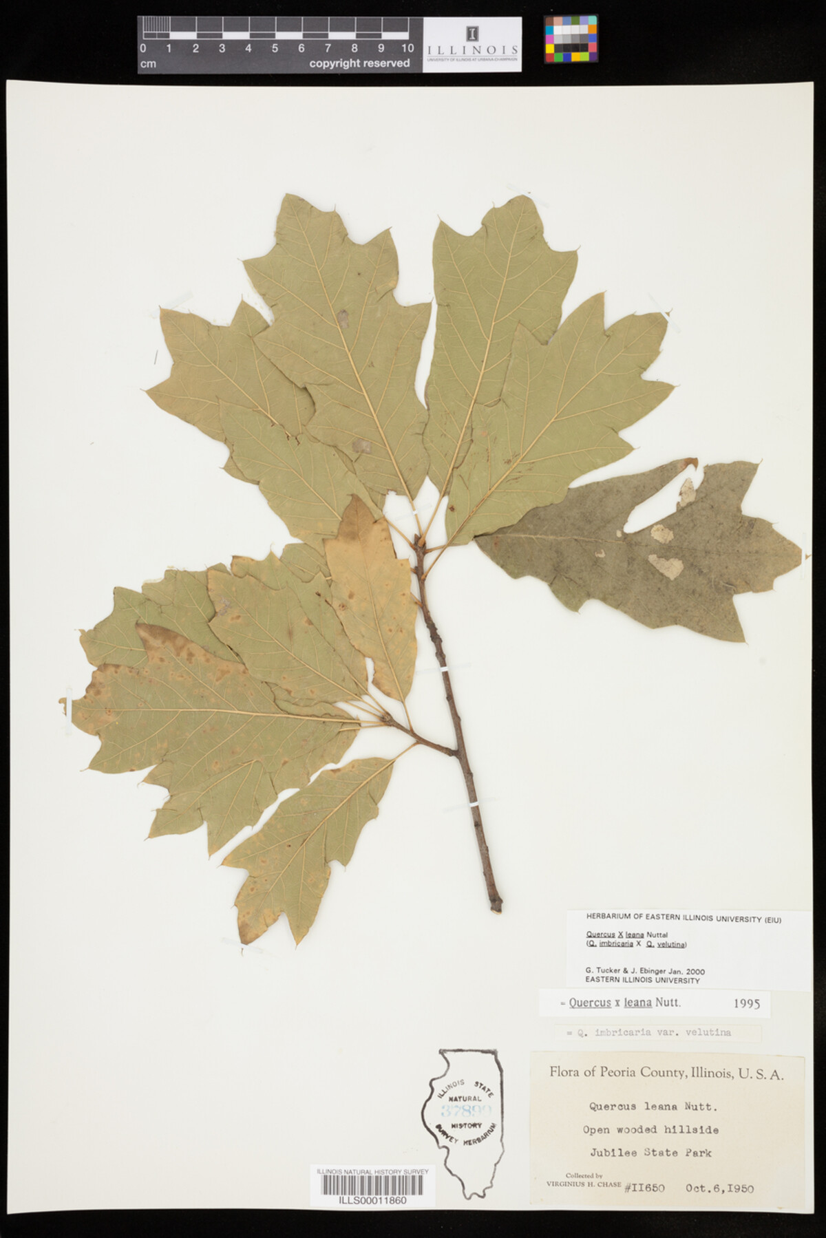 Quercus X leana image