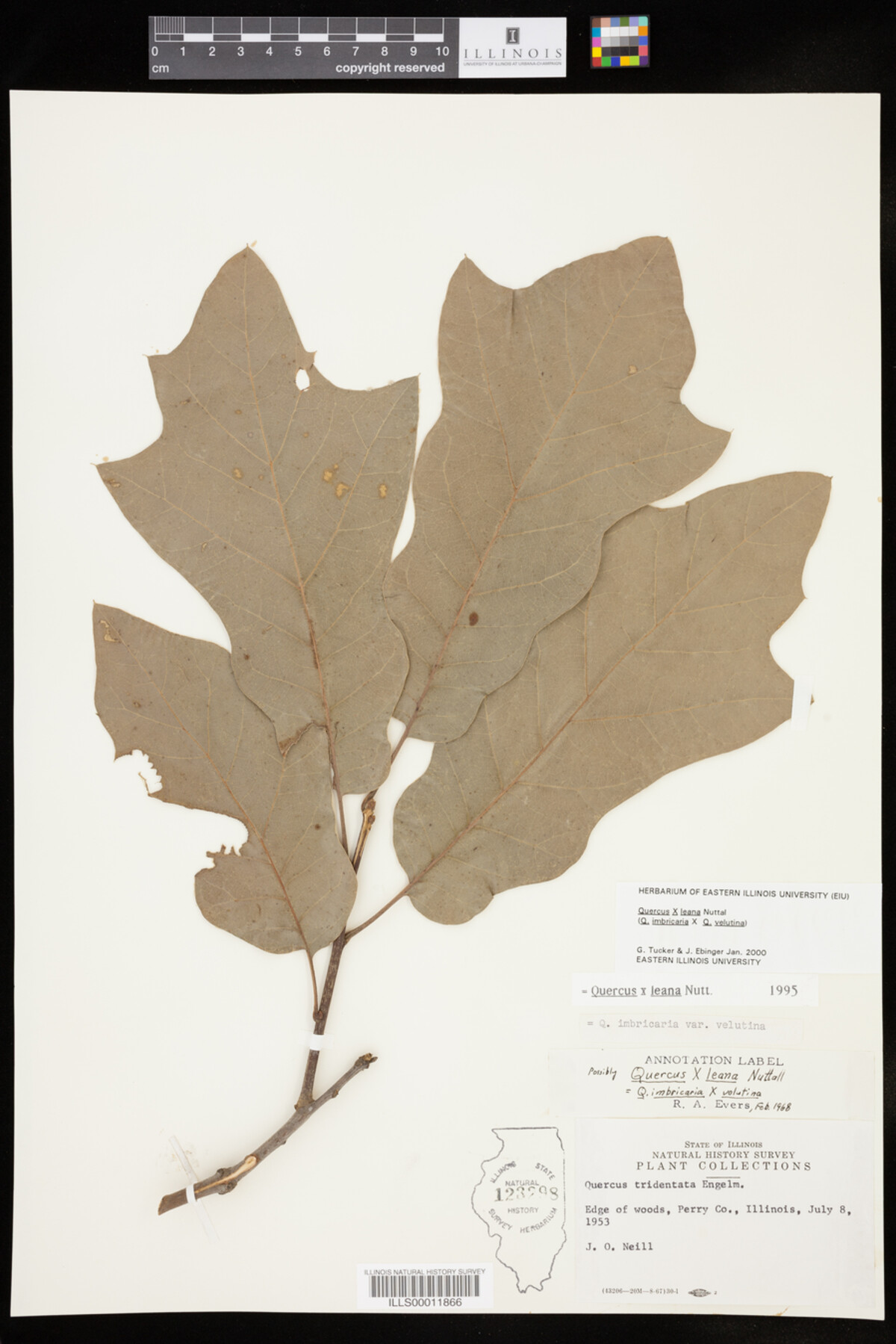 Quercus X leana image