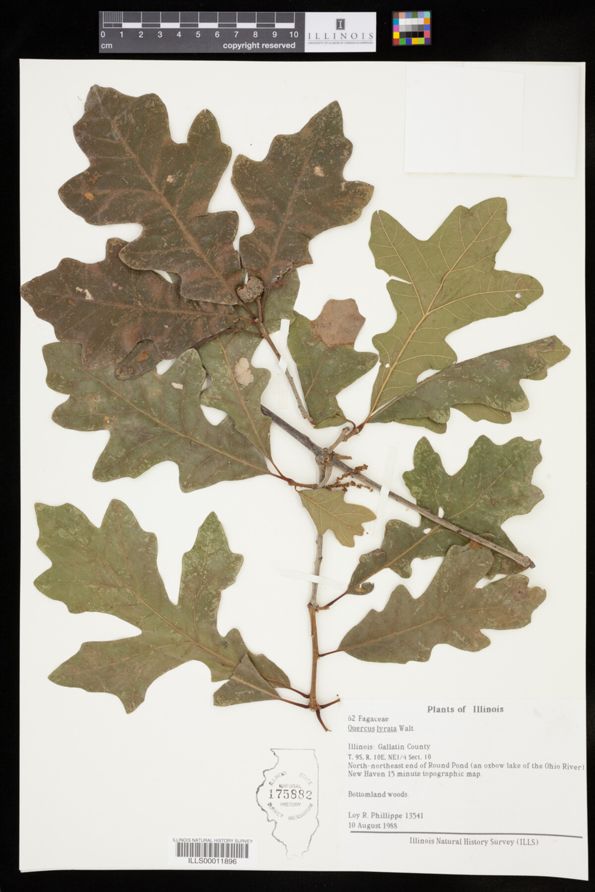 Quercus lyrata image