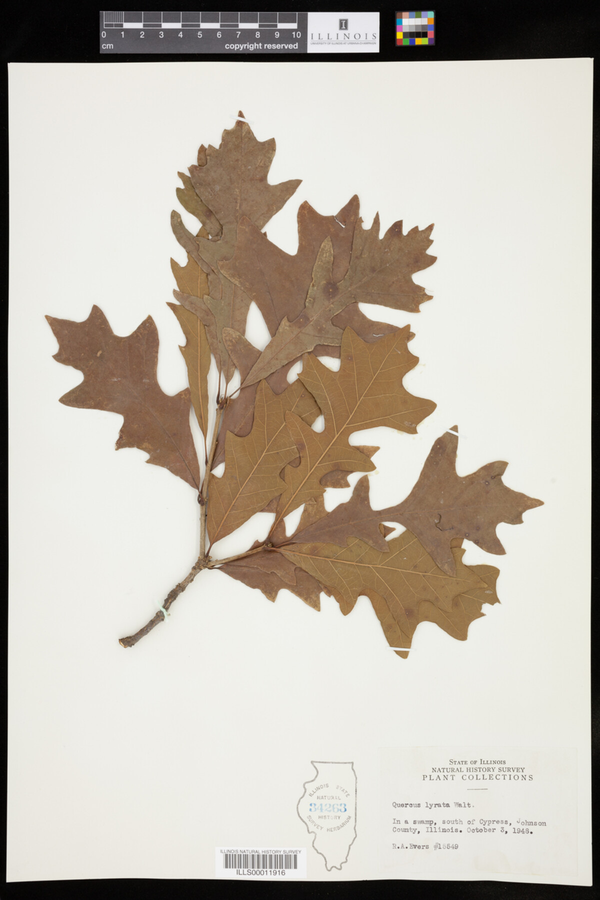 Quercus lyrata image
