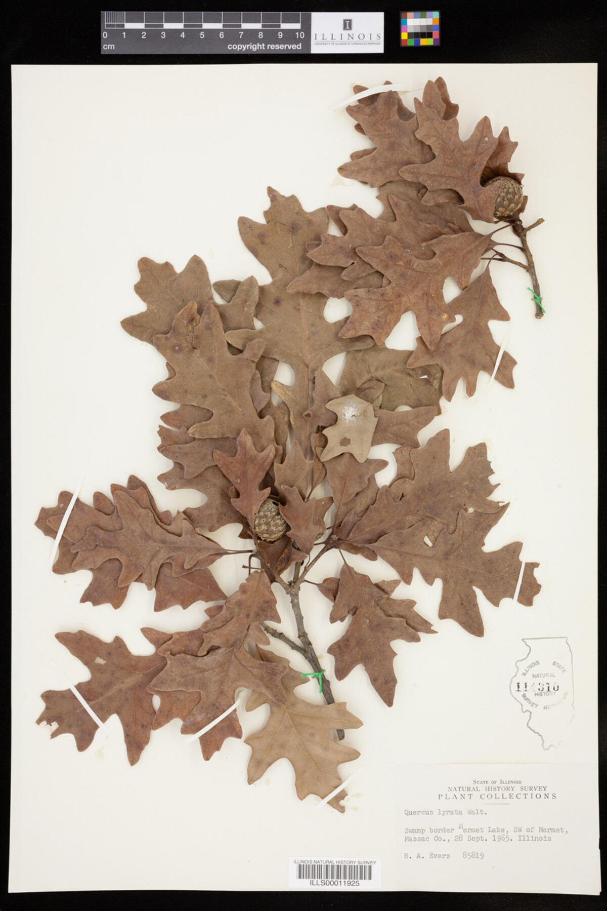 Quercus lyrata image