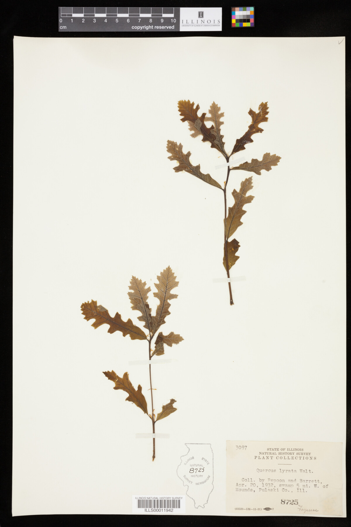 Quercus lyrata image