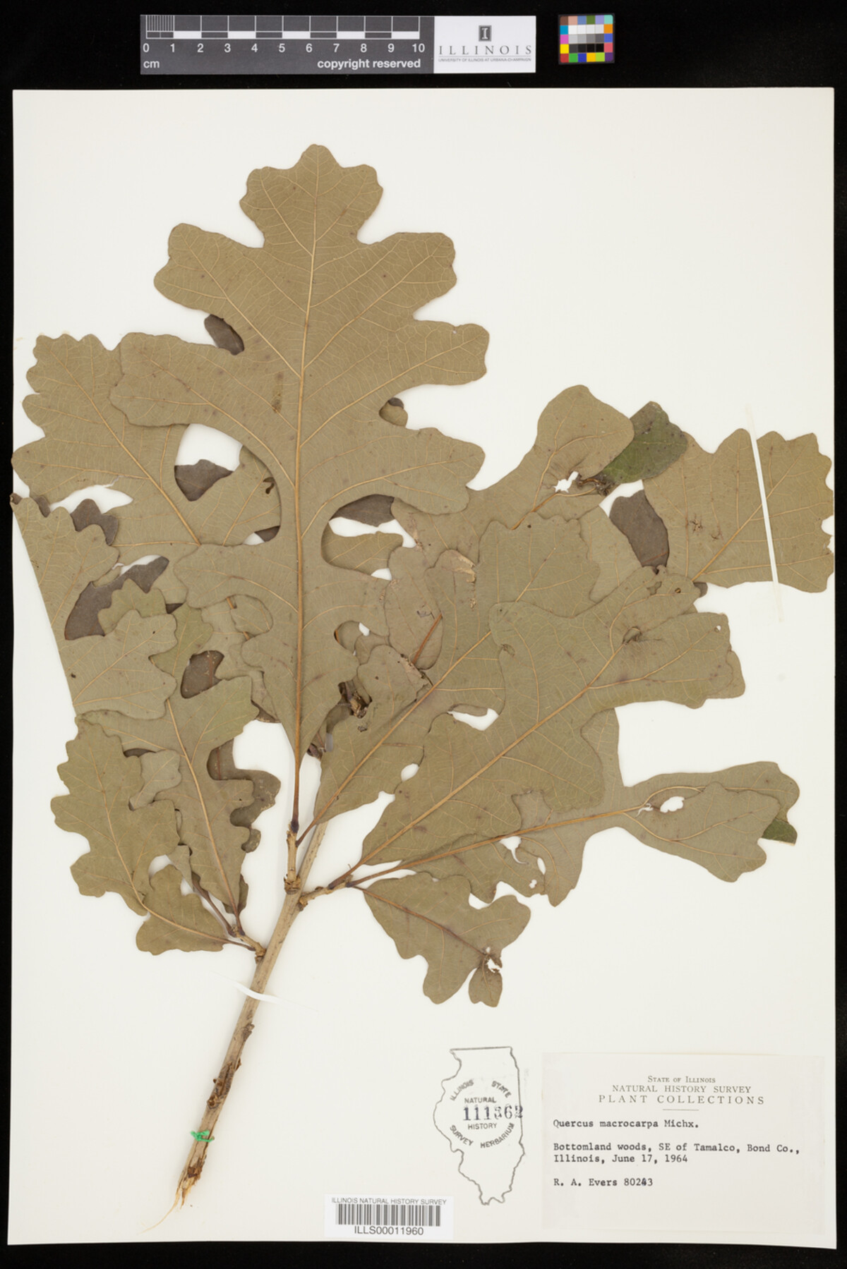 Quercus macrocarpa image