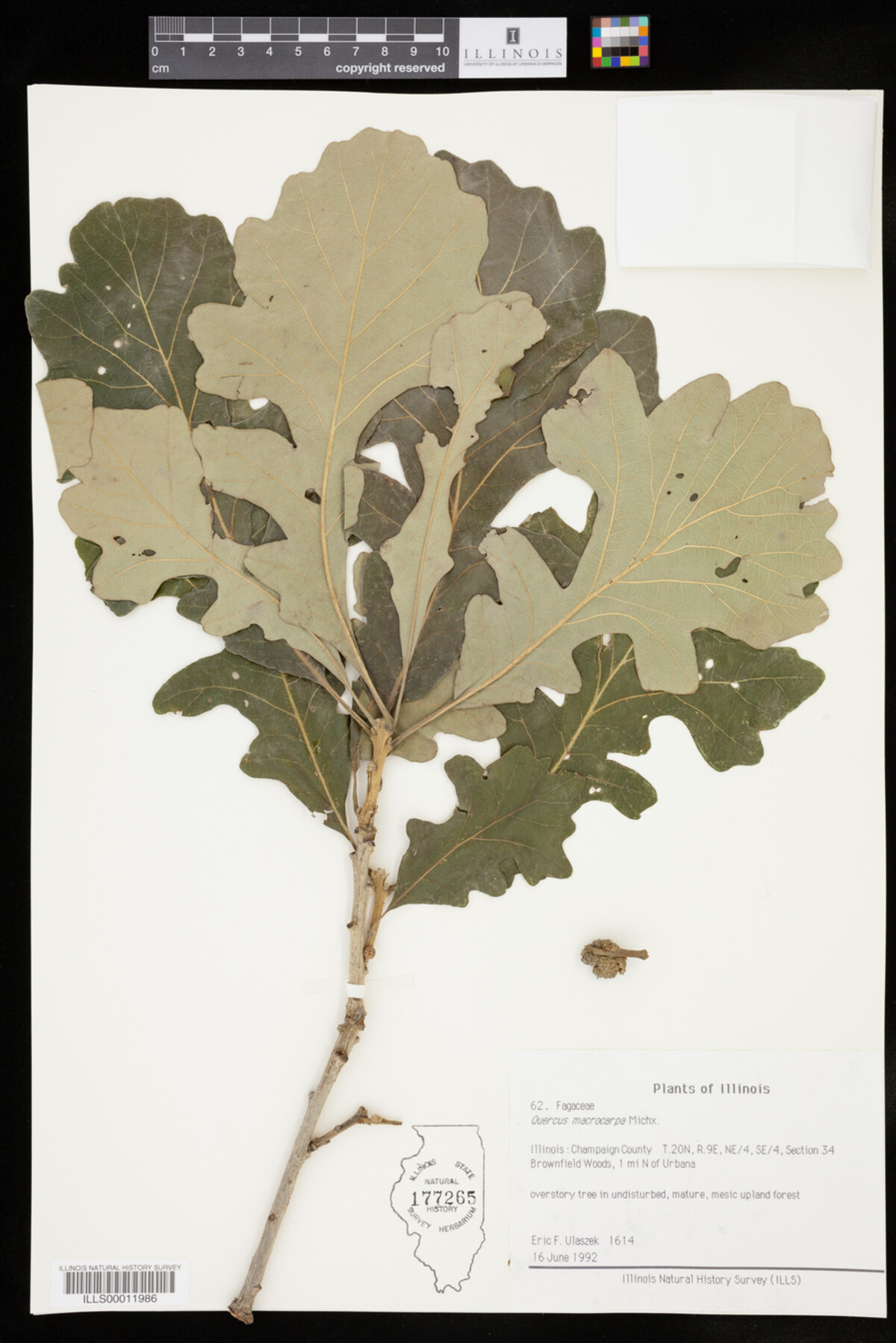 Quercus macrocarpa image
