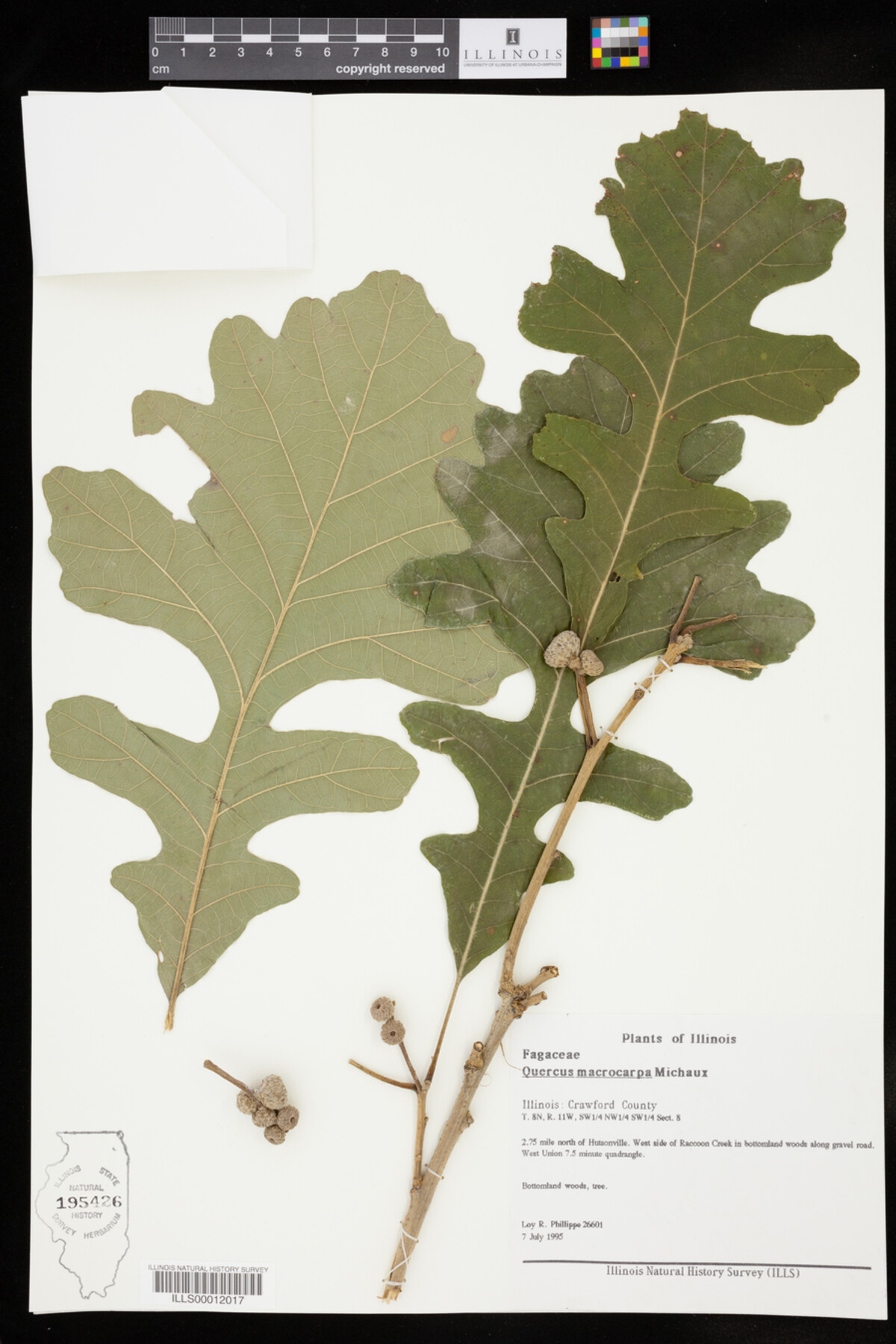 Quercus macrocarpa image