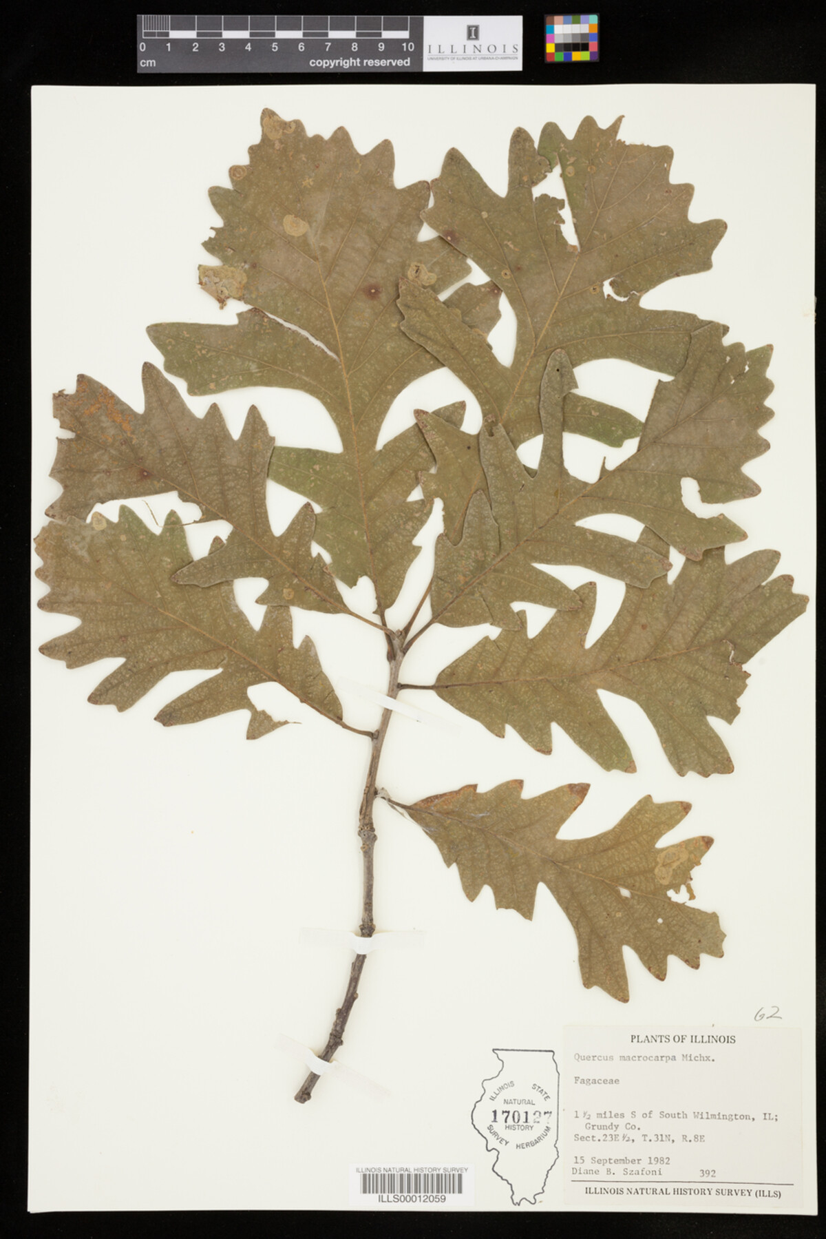 Quercus macrocarpa image