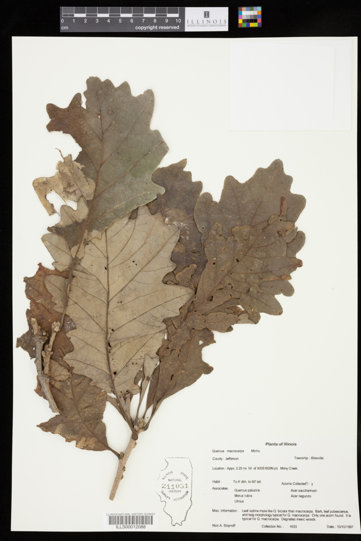 Quercus macrocarpa image