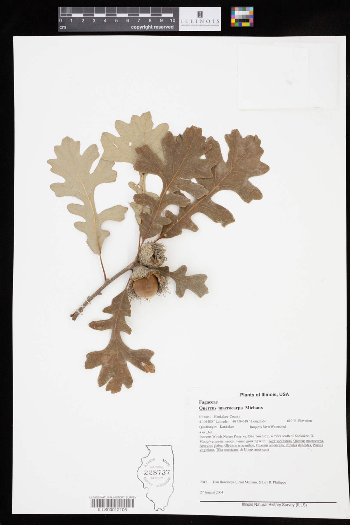 Quercus macrocarpa image
