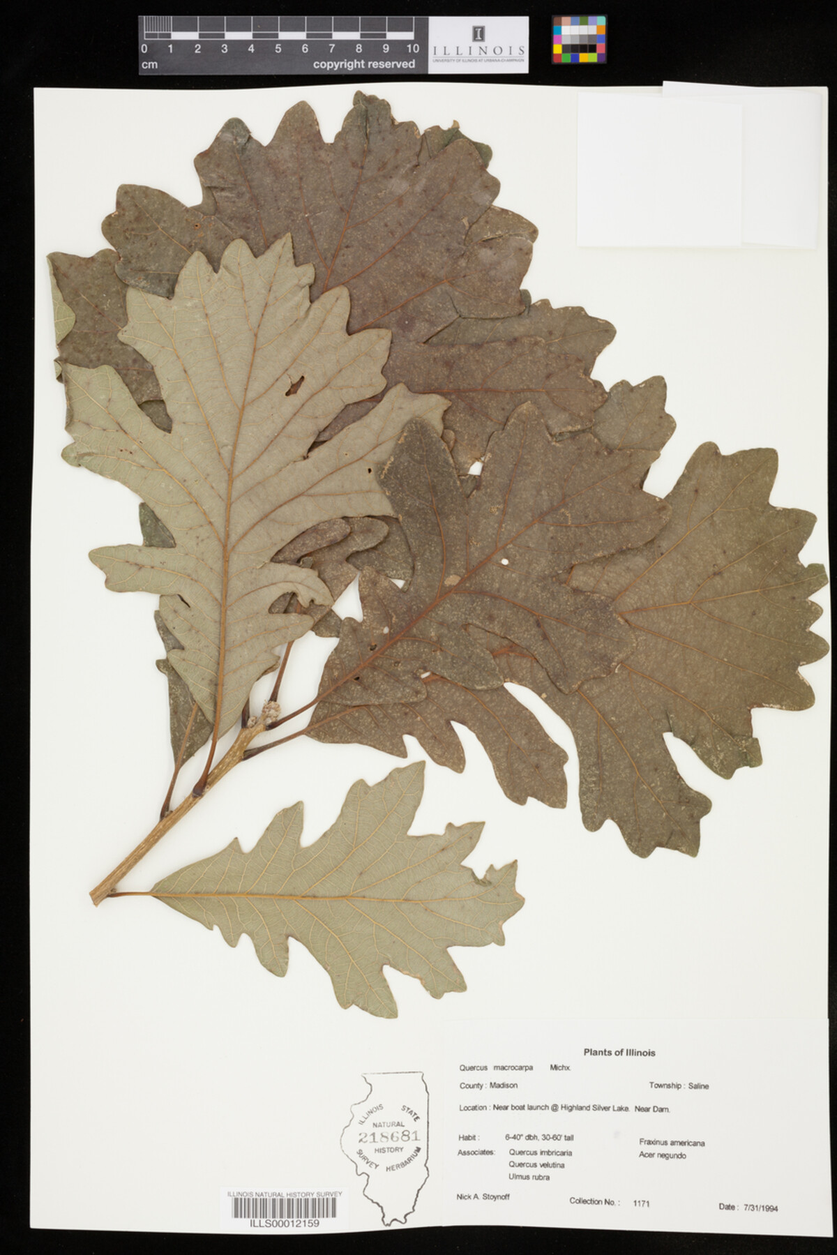 Fagaceae image