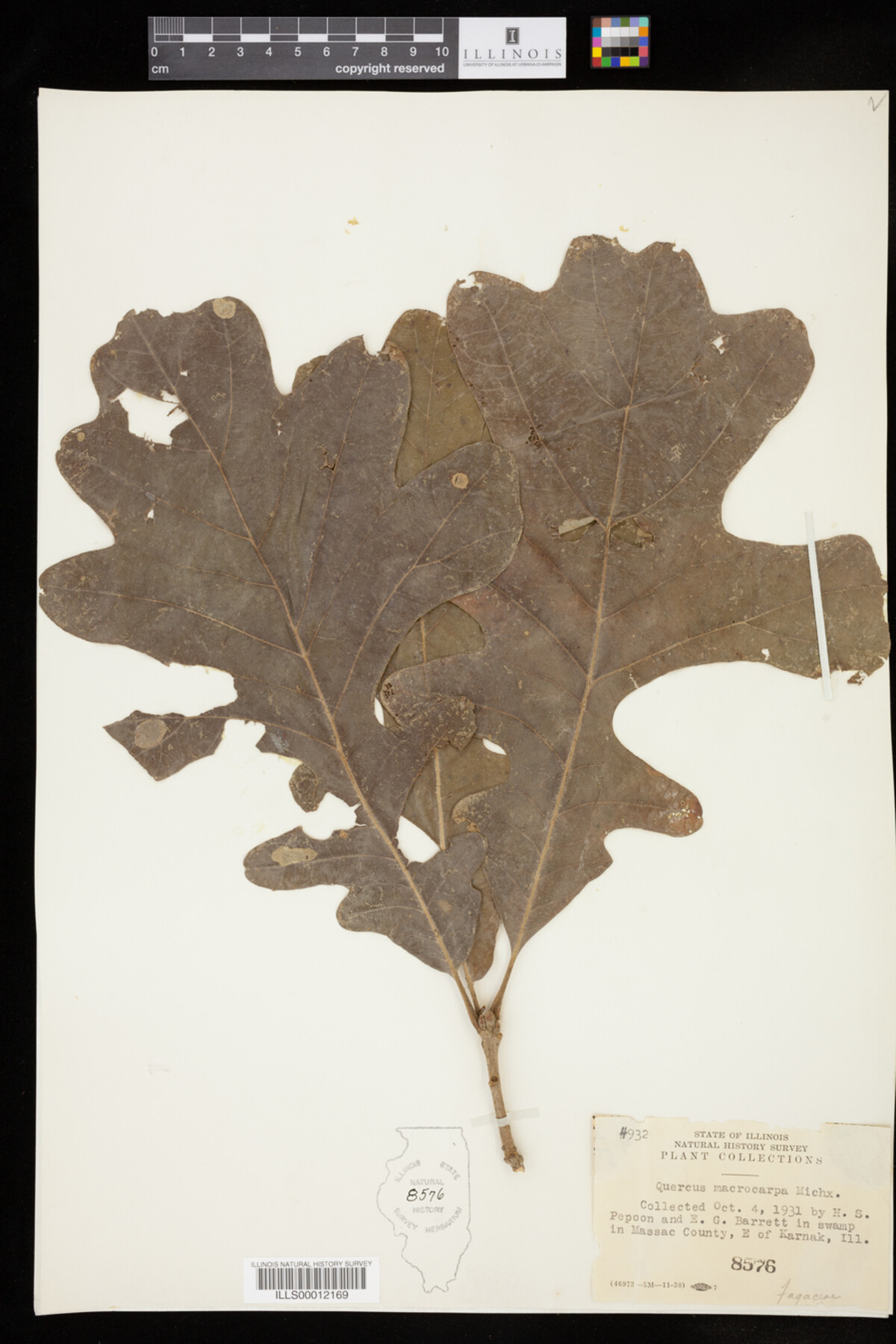 Quercus macrocarpa image