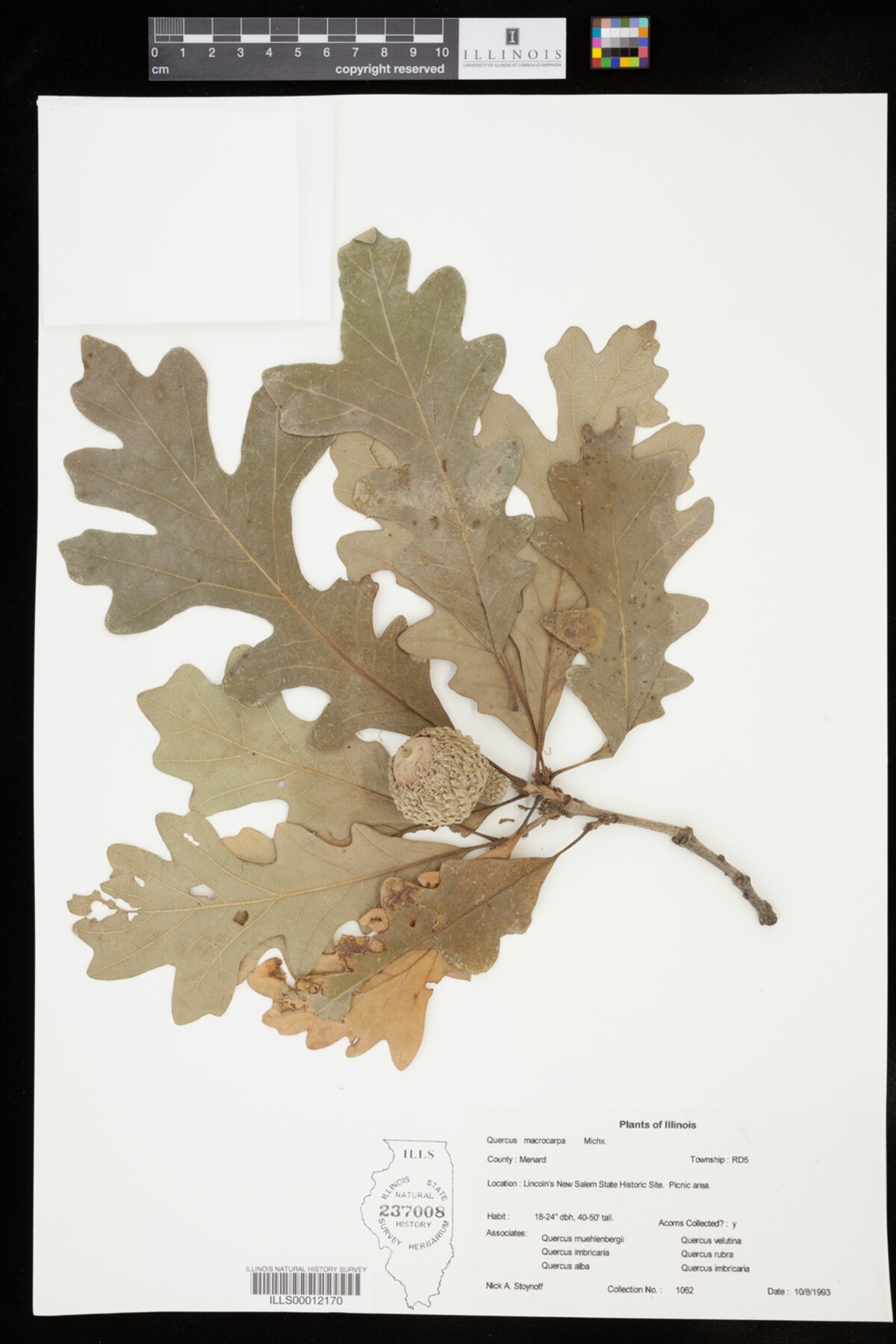 Quercus macrocarpa image