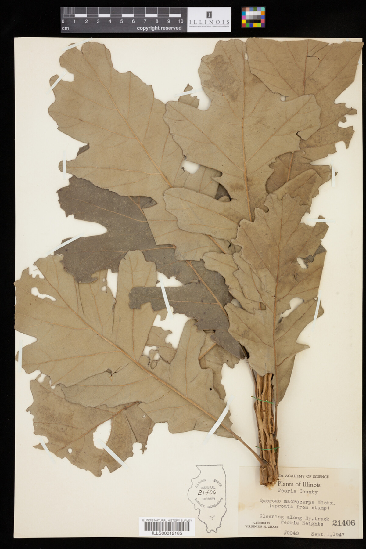 Quercus macrocarpa image