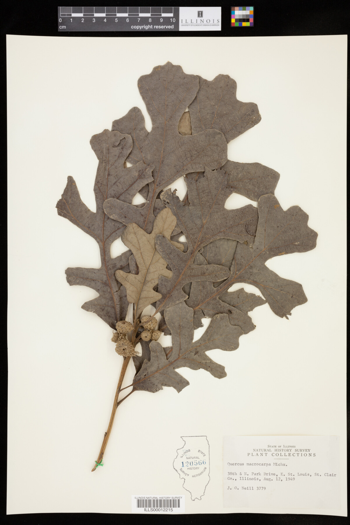 Quercus macrocarpa image