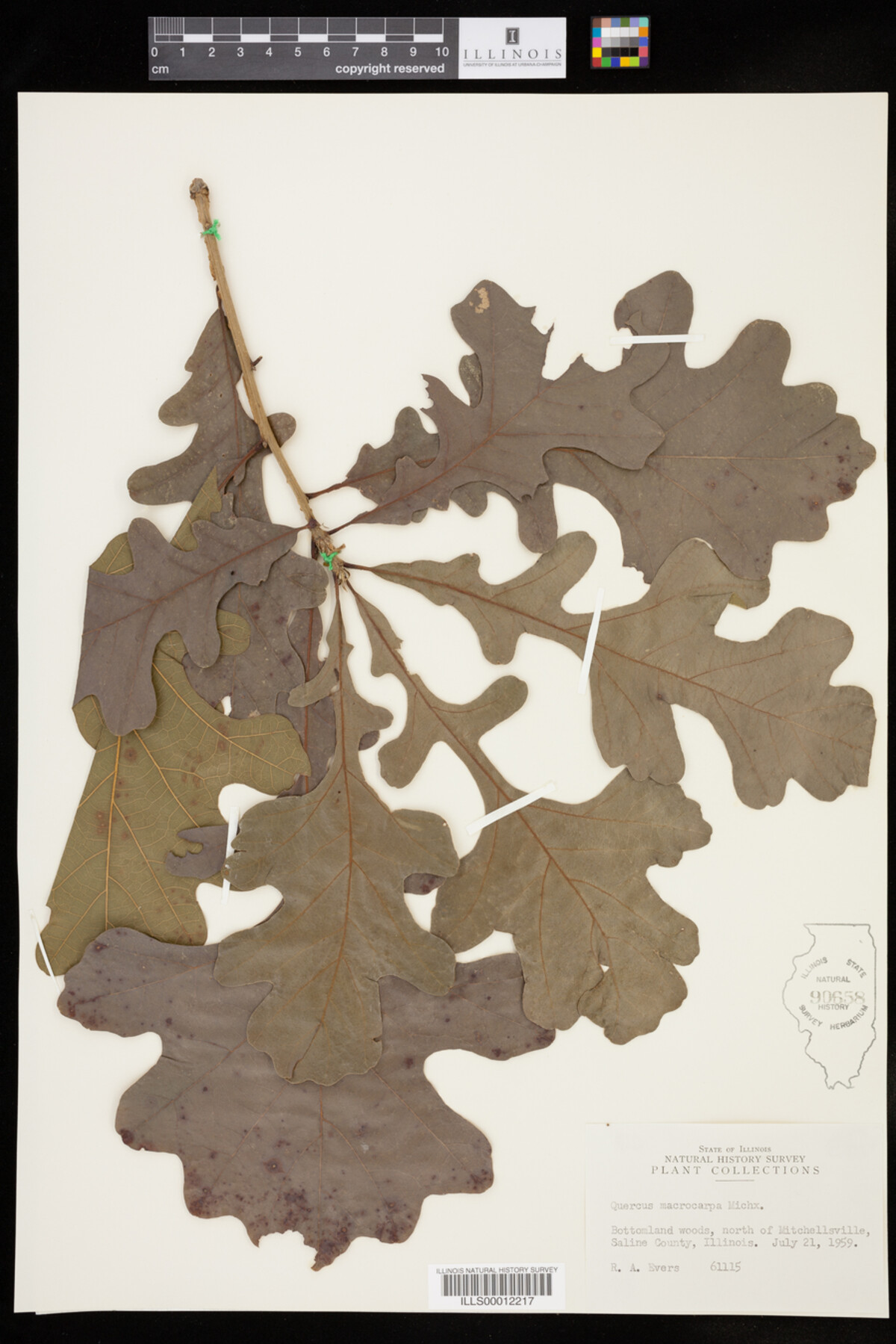 Quercus macrocarpa image