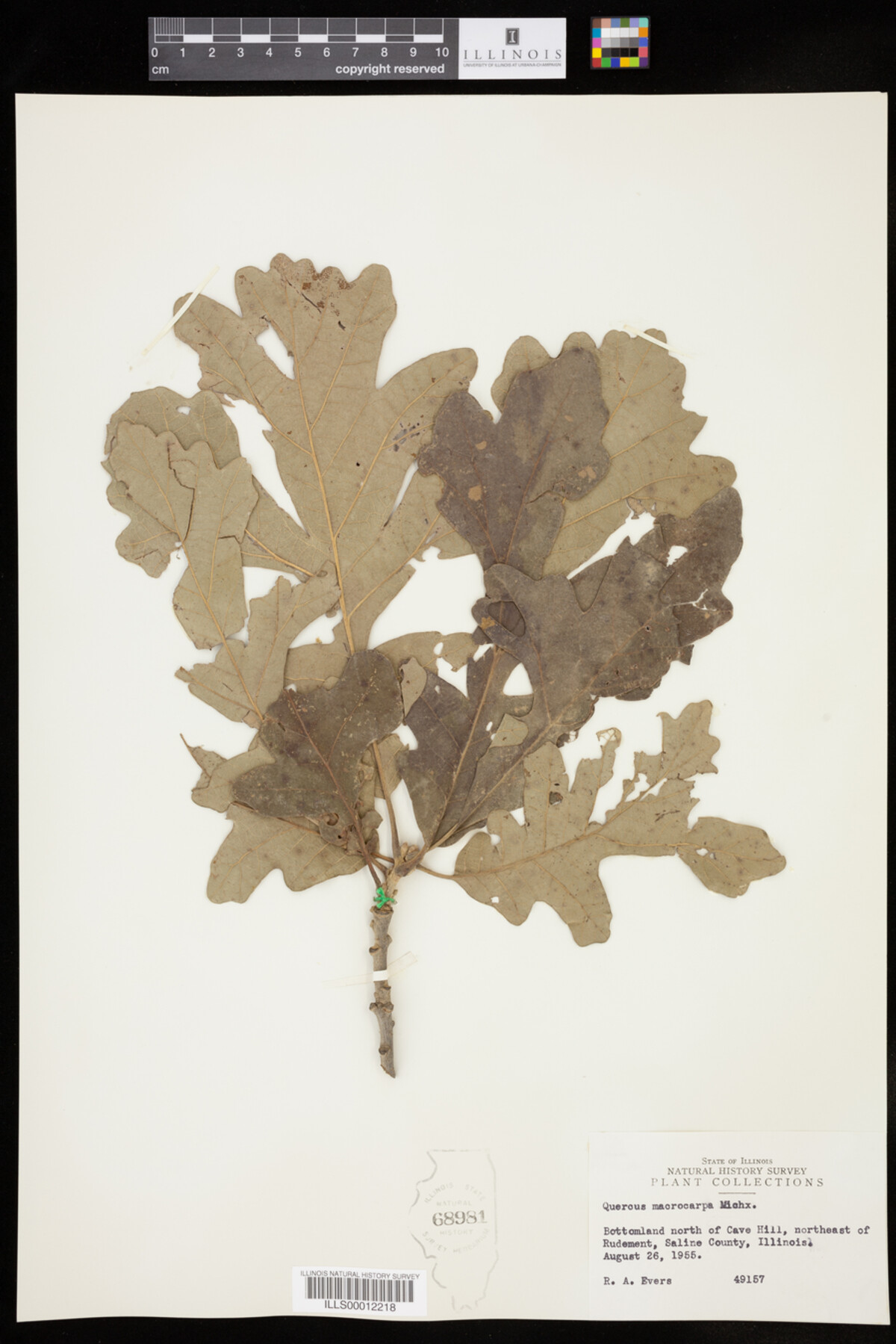 Quercus macrocarpa image