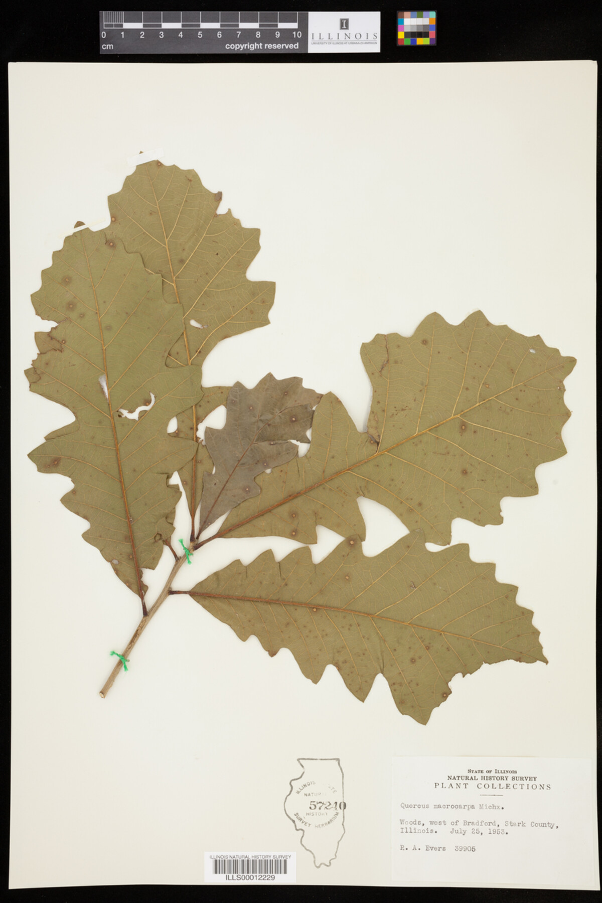 Quercus macrocarpa image