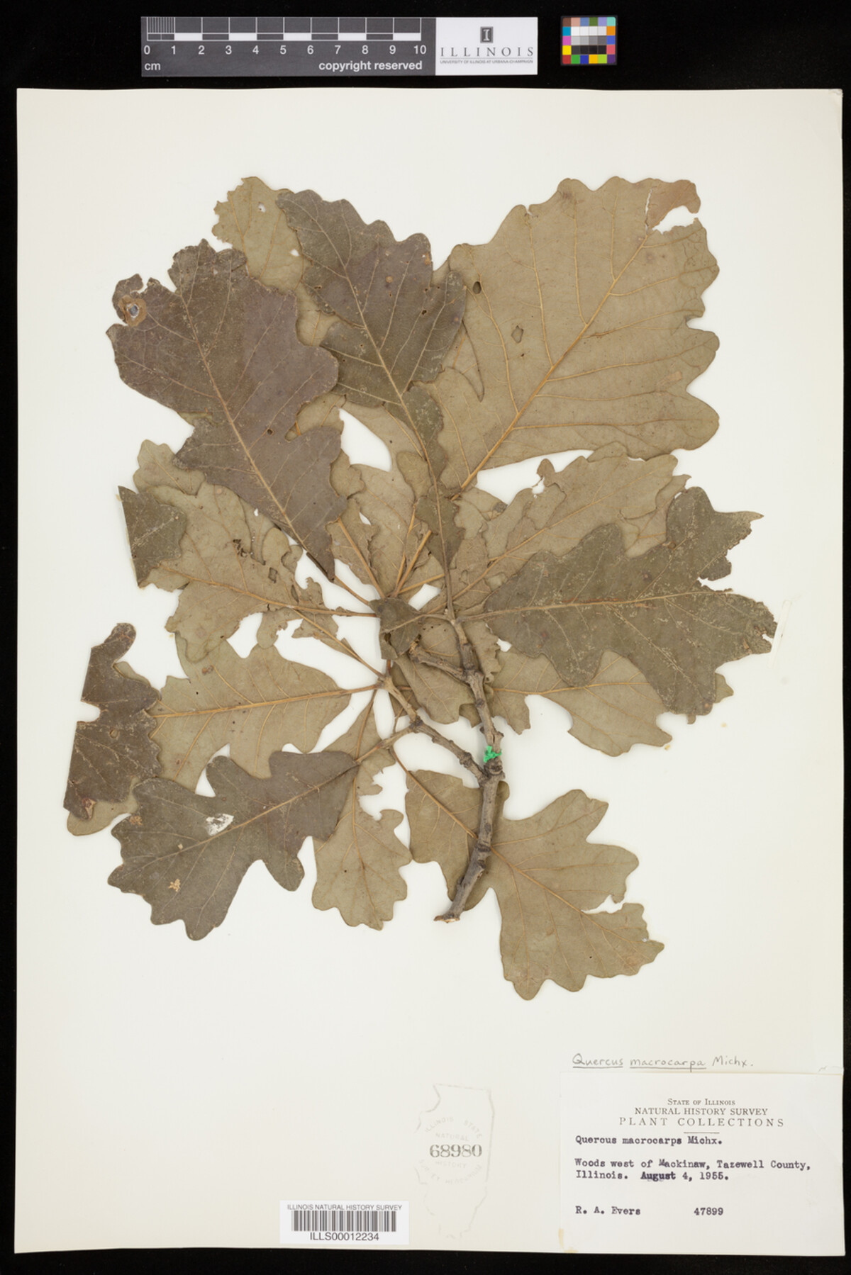 Quercus macrocarpa image