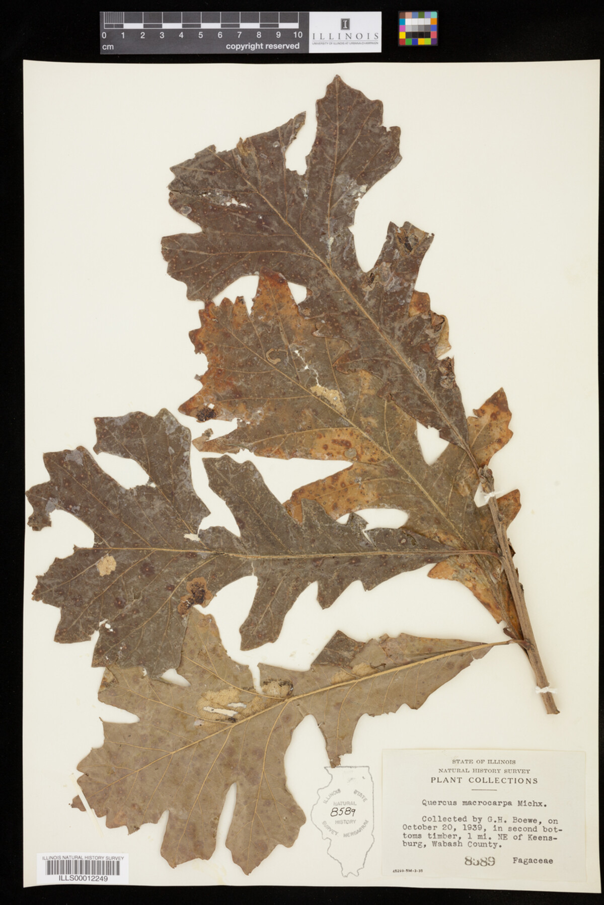Quercus macrocarpa image