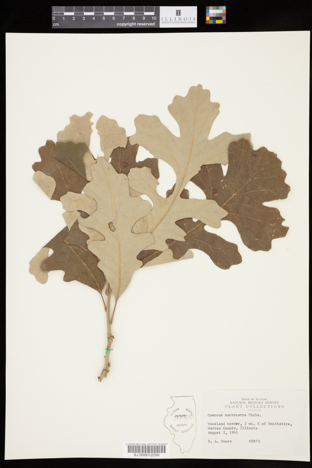 Quercus macrocarpa image