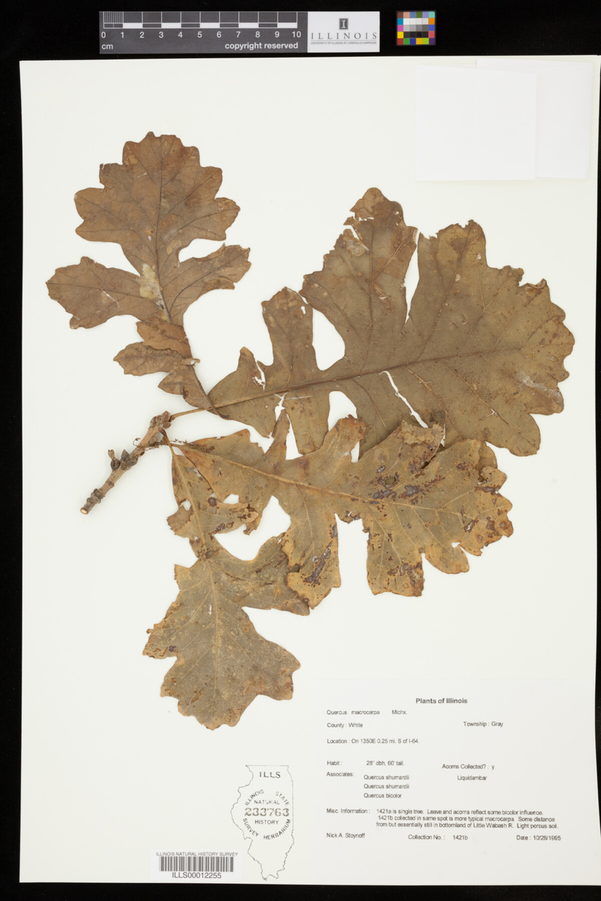 Quercus macrocarpa image