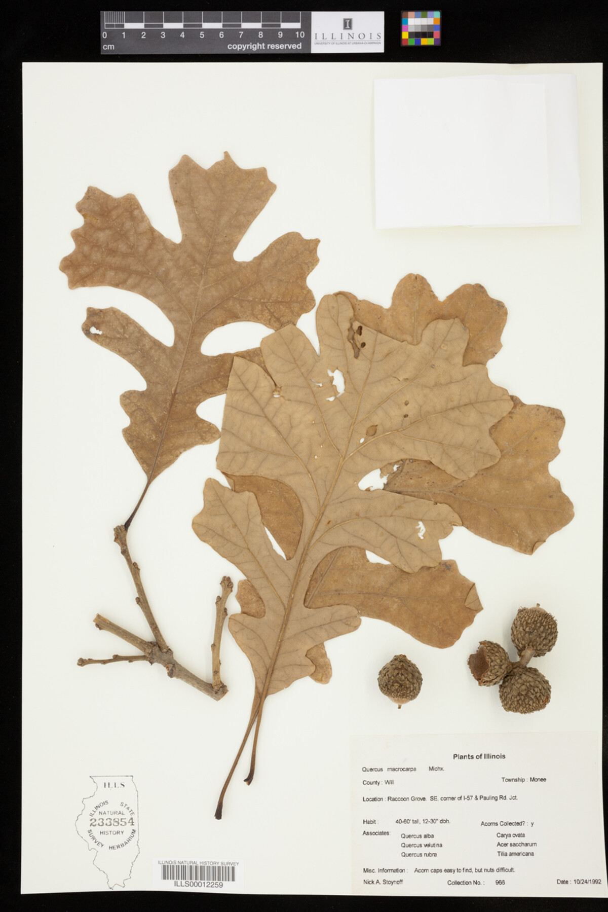 Quercus macrocarpa image
