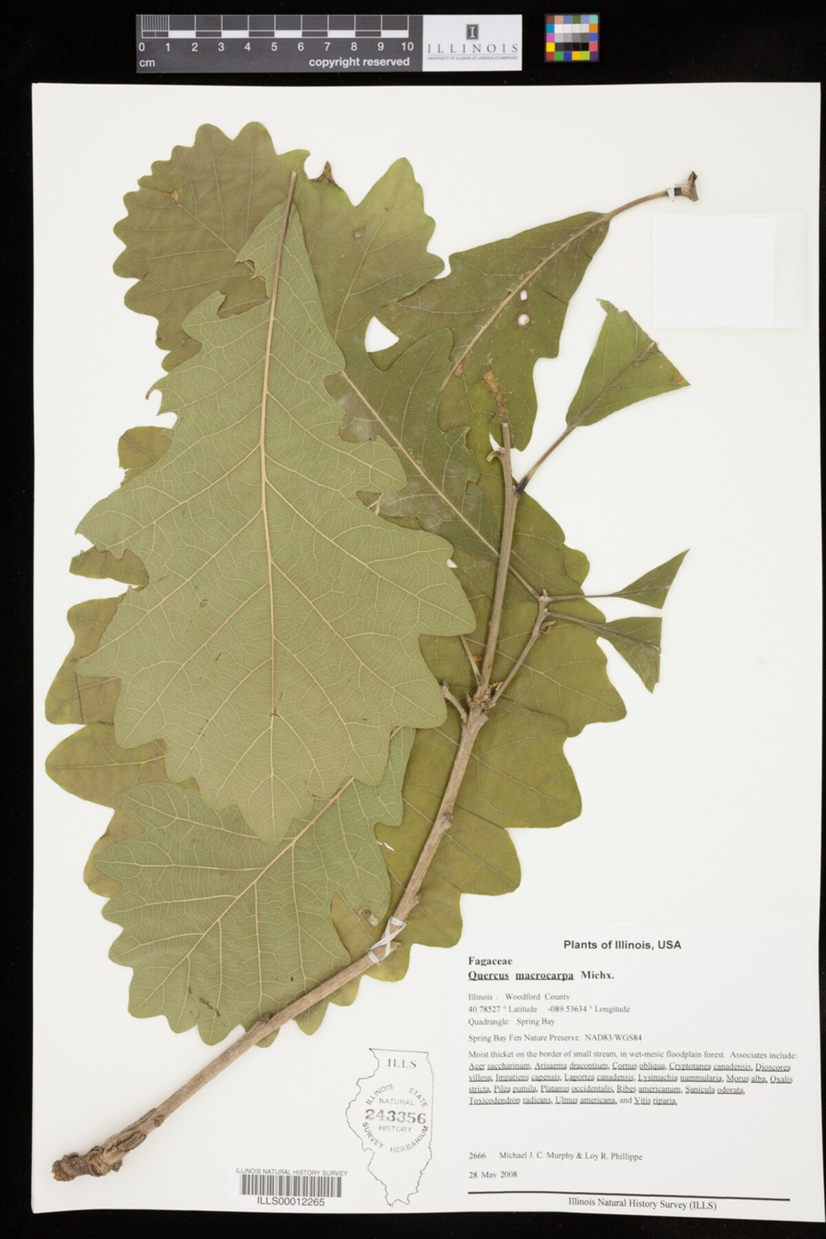 Quercus macrocarpa image