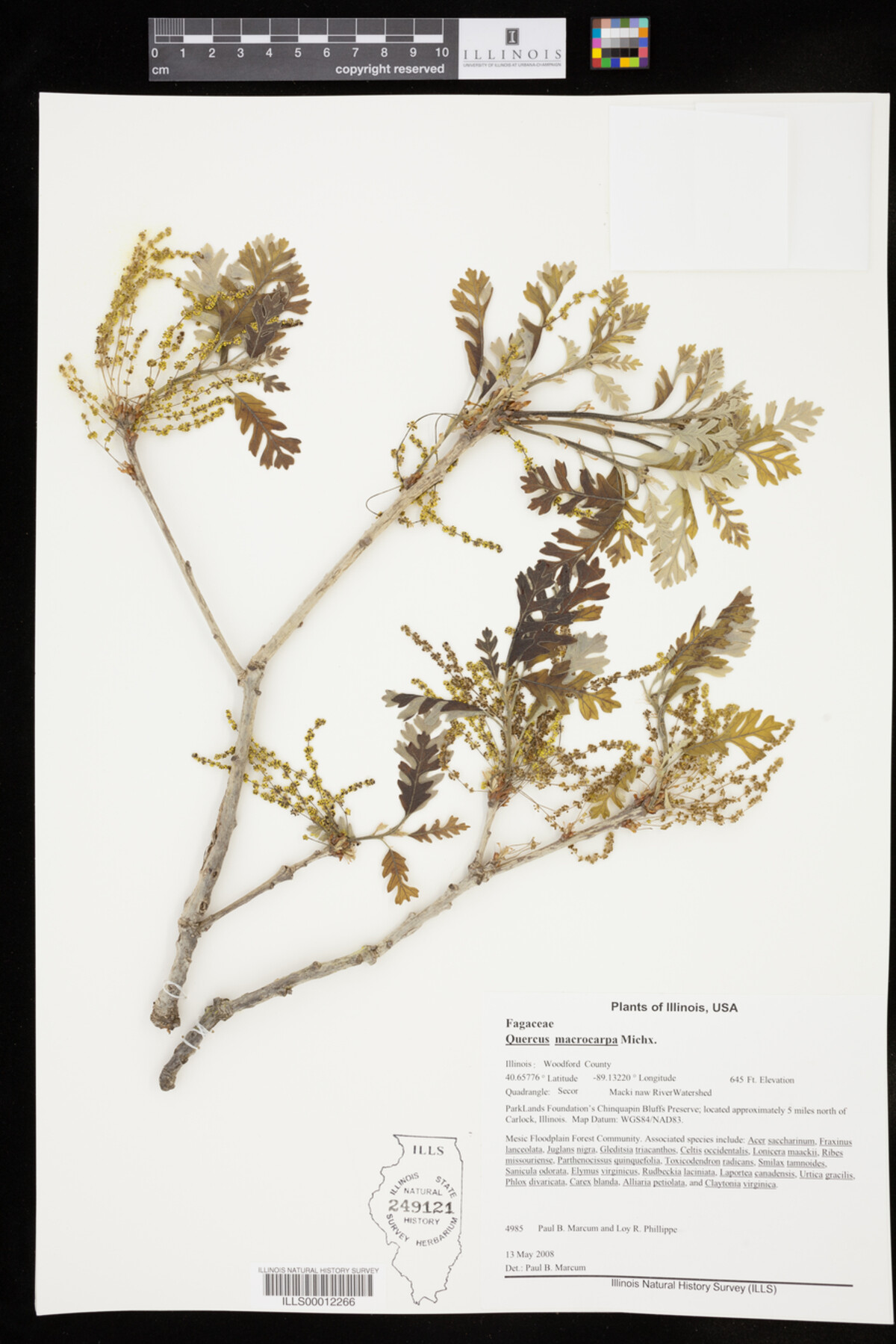Quercus macrocarpa image