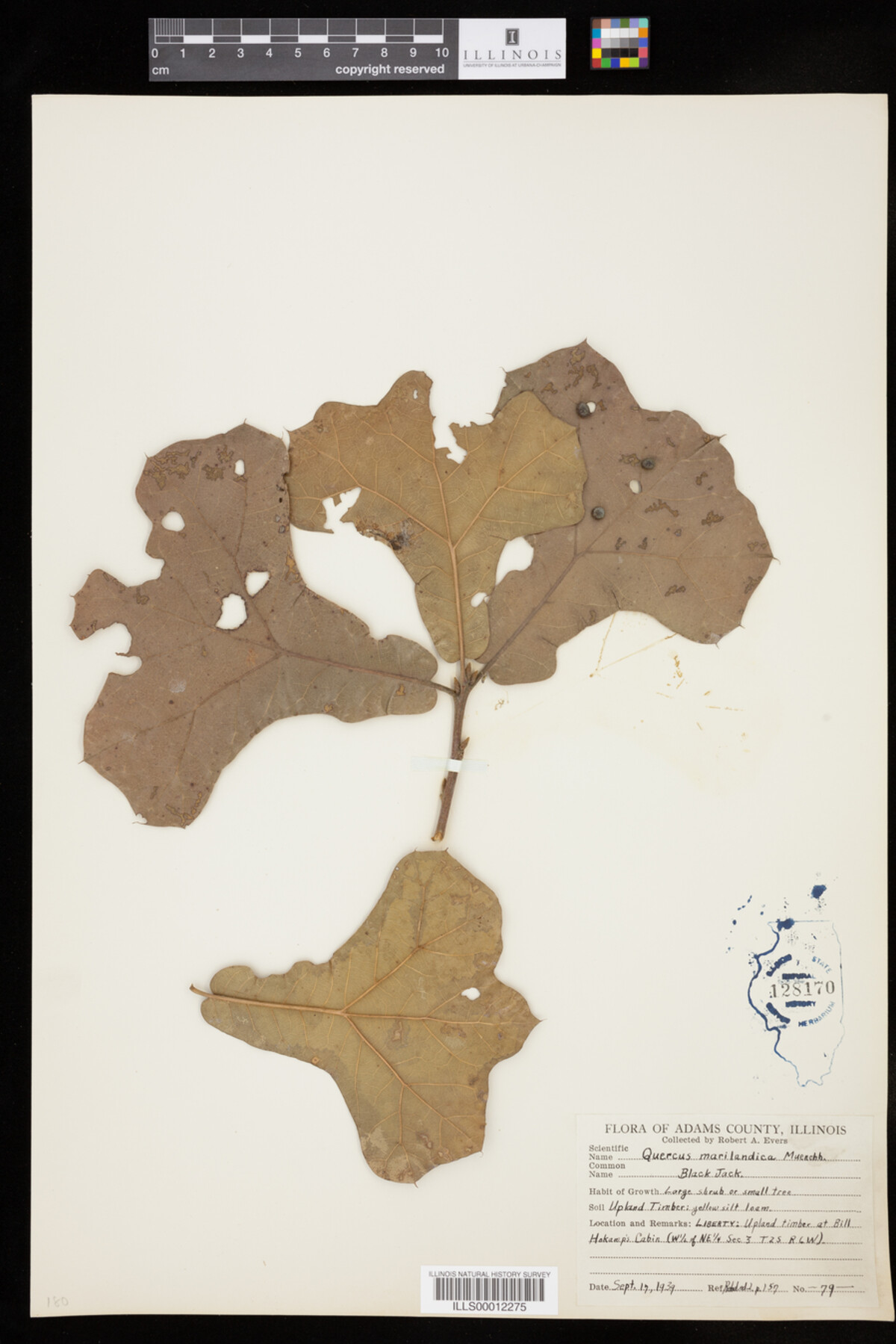 Quercus marilandica image