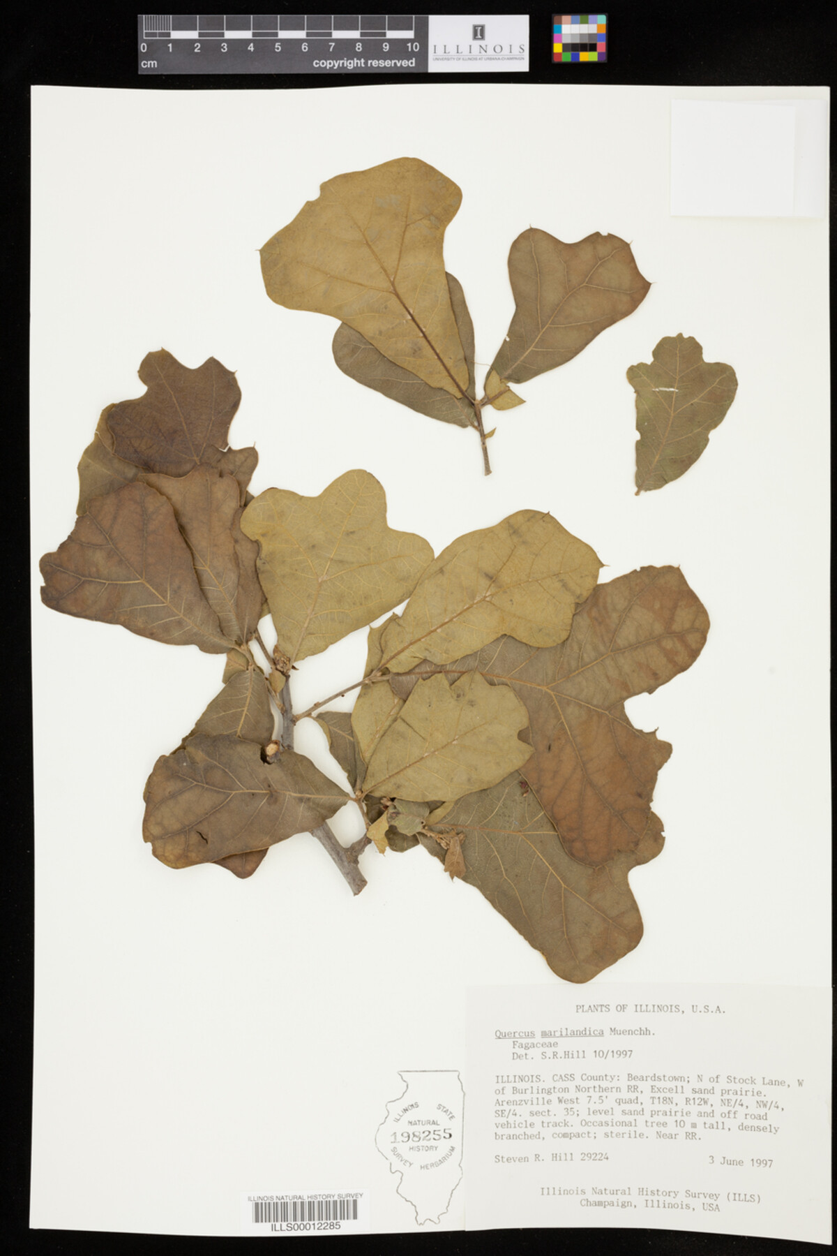 Quercus marilandica image