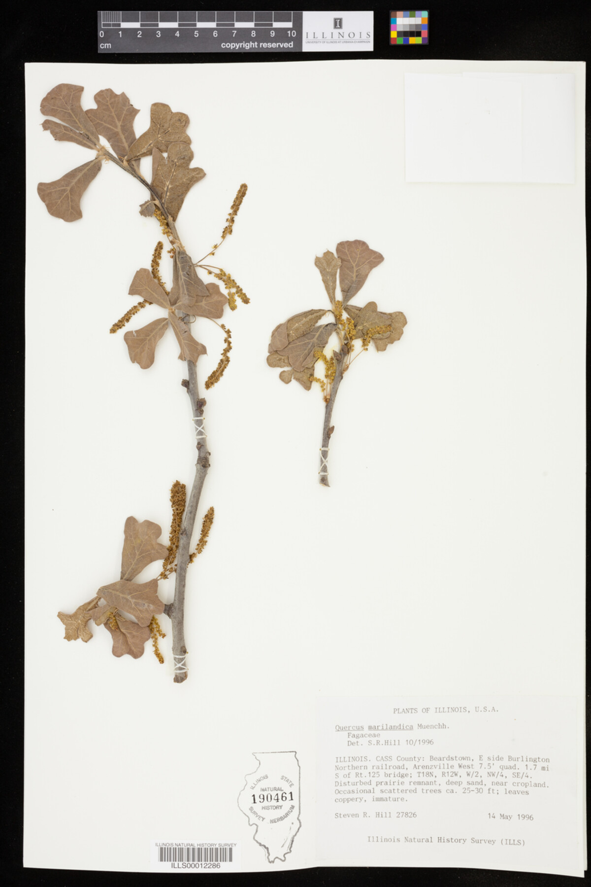 Quercus marilandica image