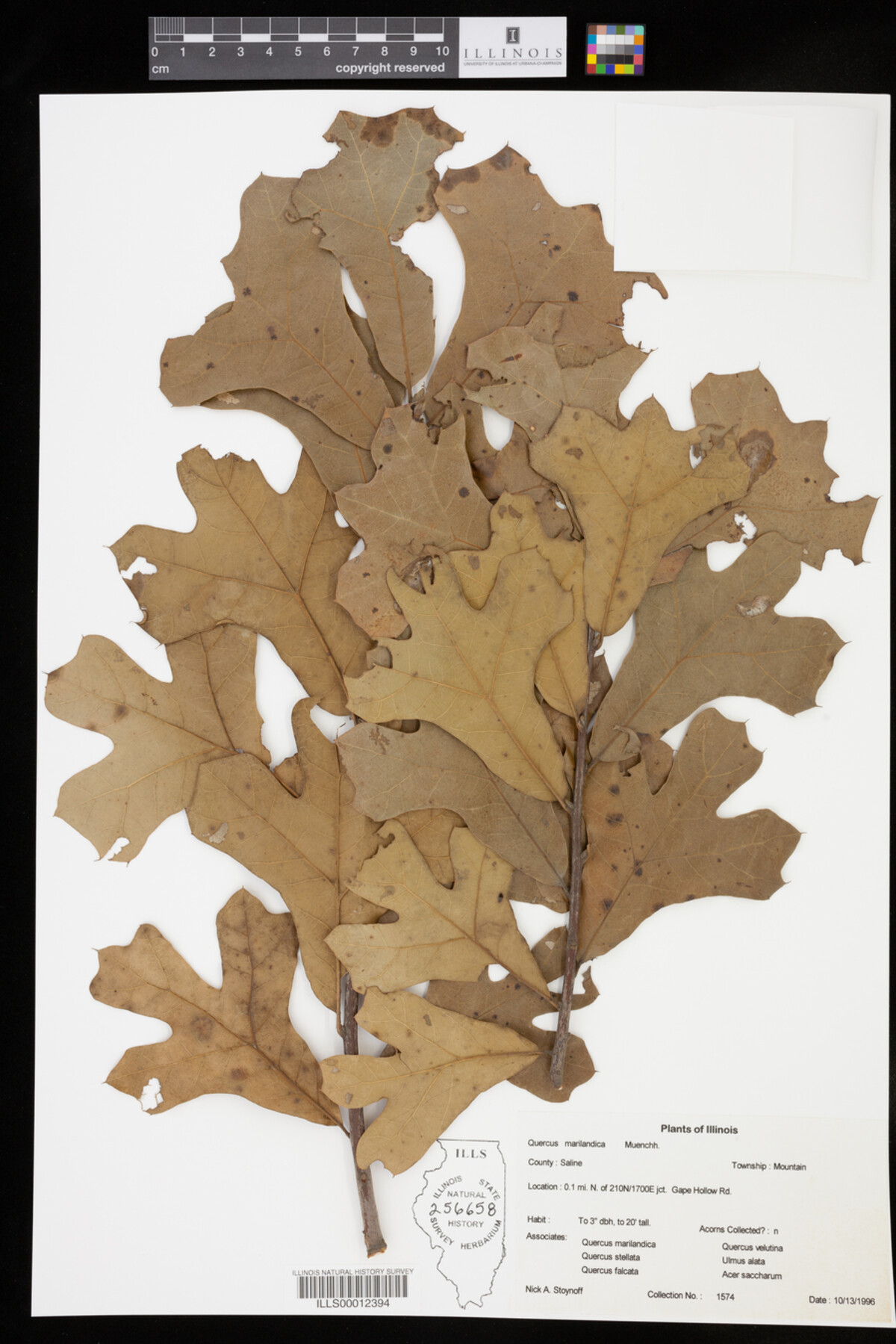 Quercus marilandica image