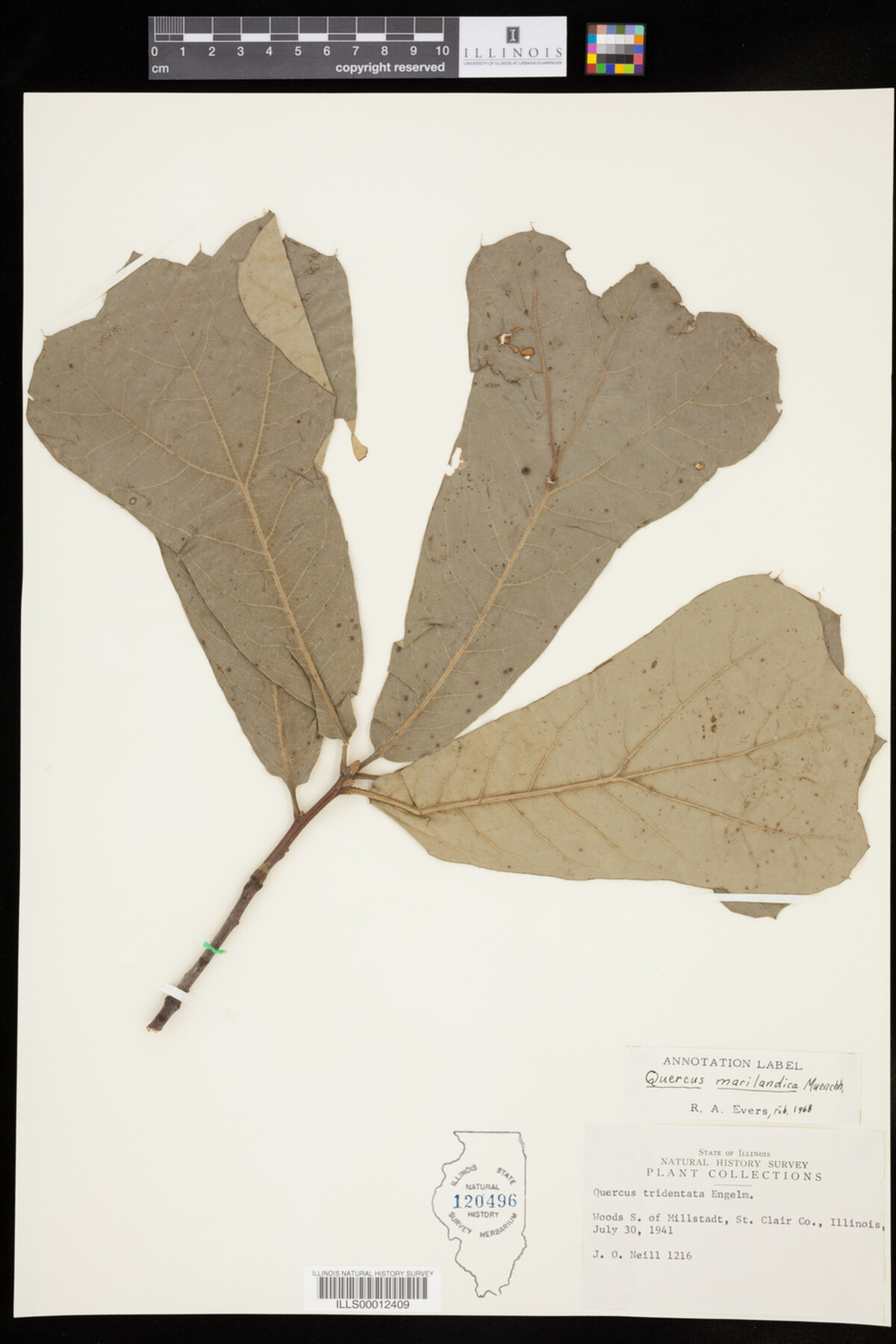 Quercus marilandica image