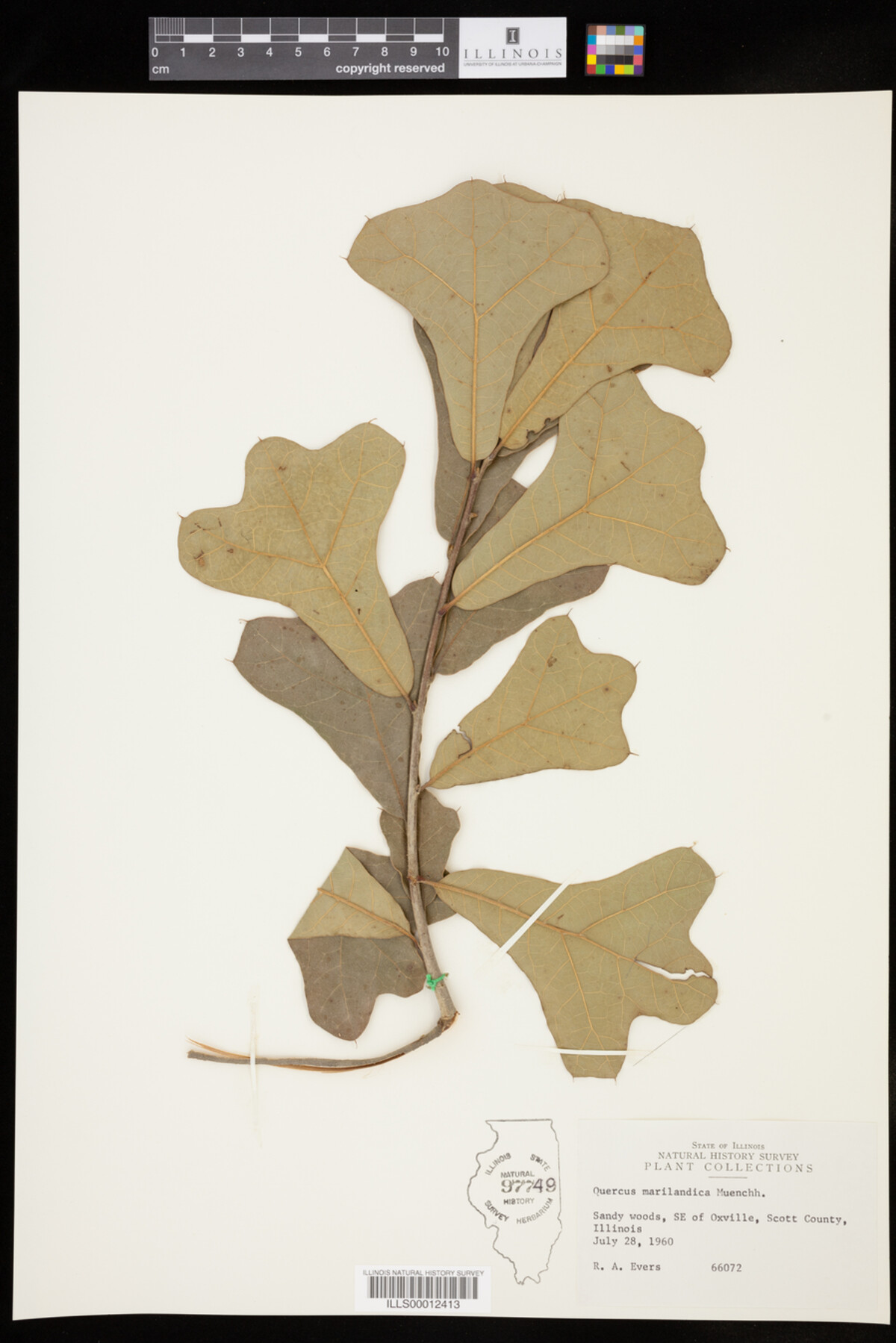 Quercus marilandica image