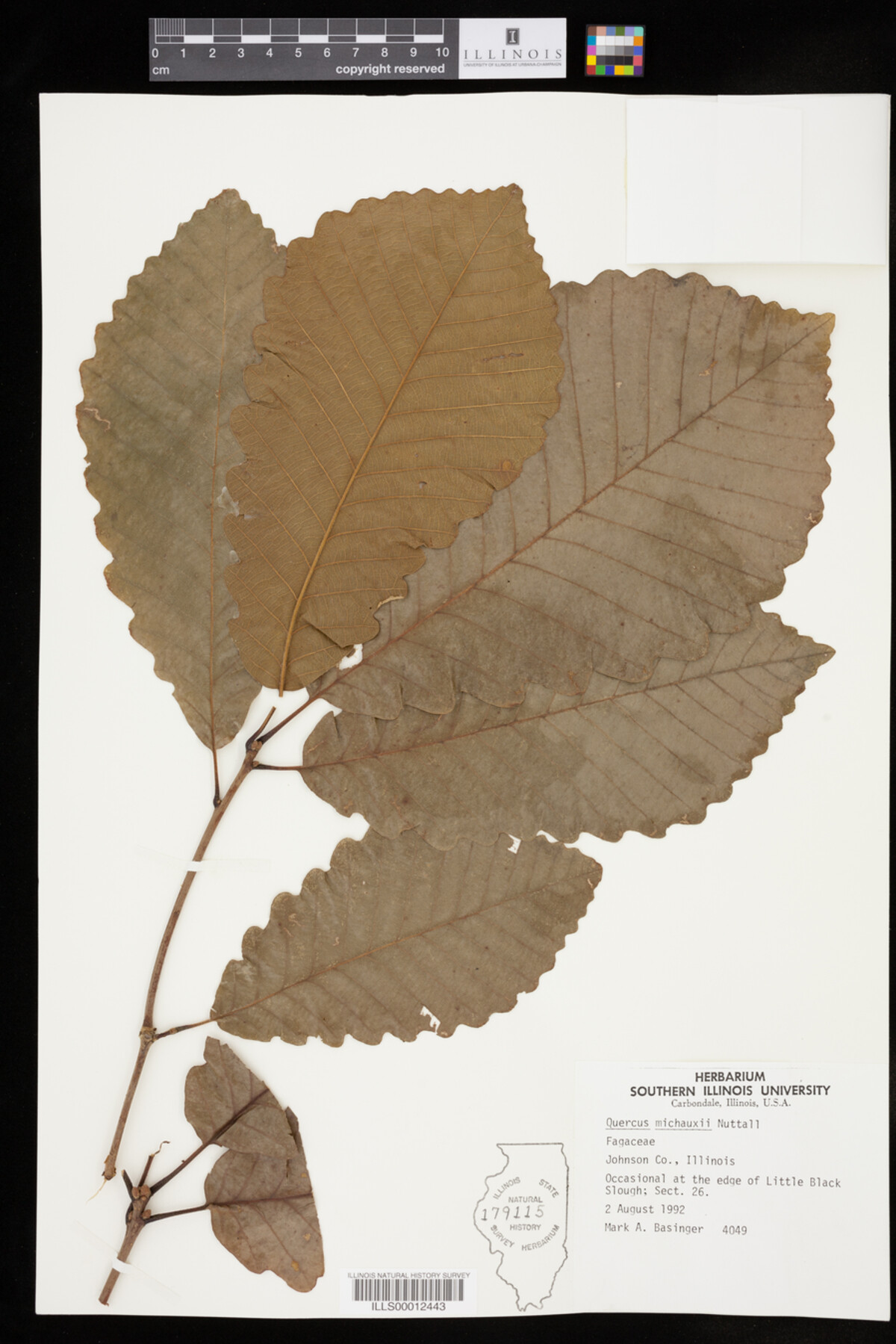 Quercus michauxii image