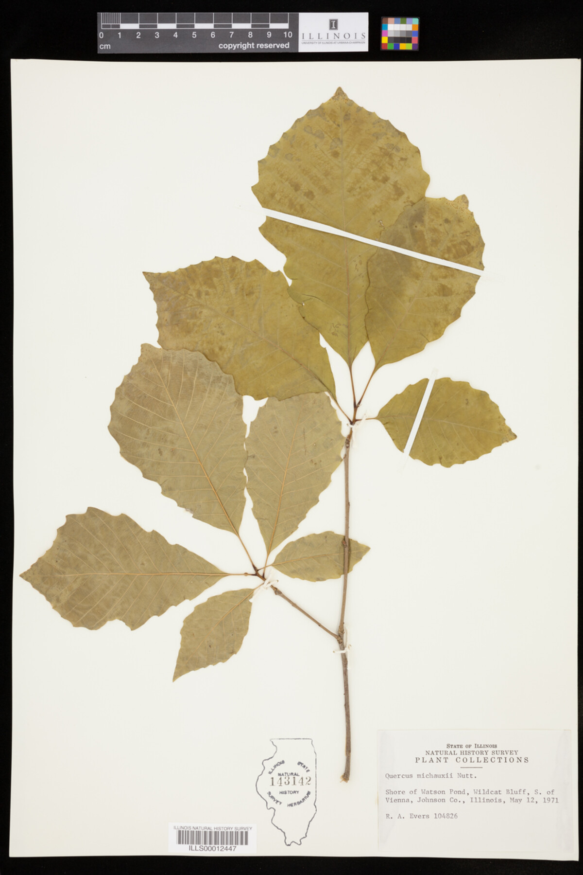 Quercus michauxii image