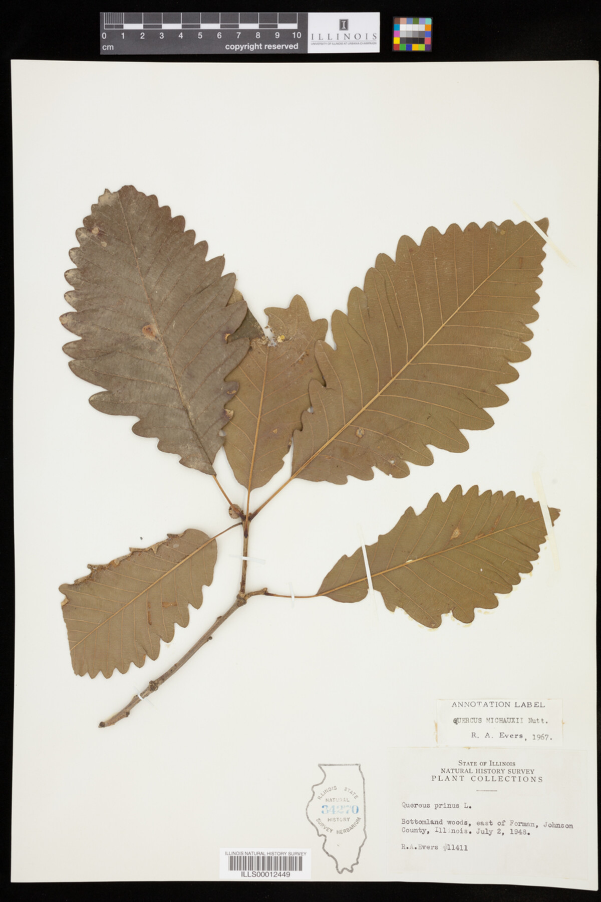 Quercus michauxii image