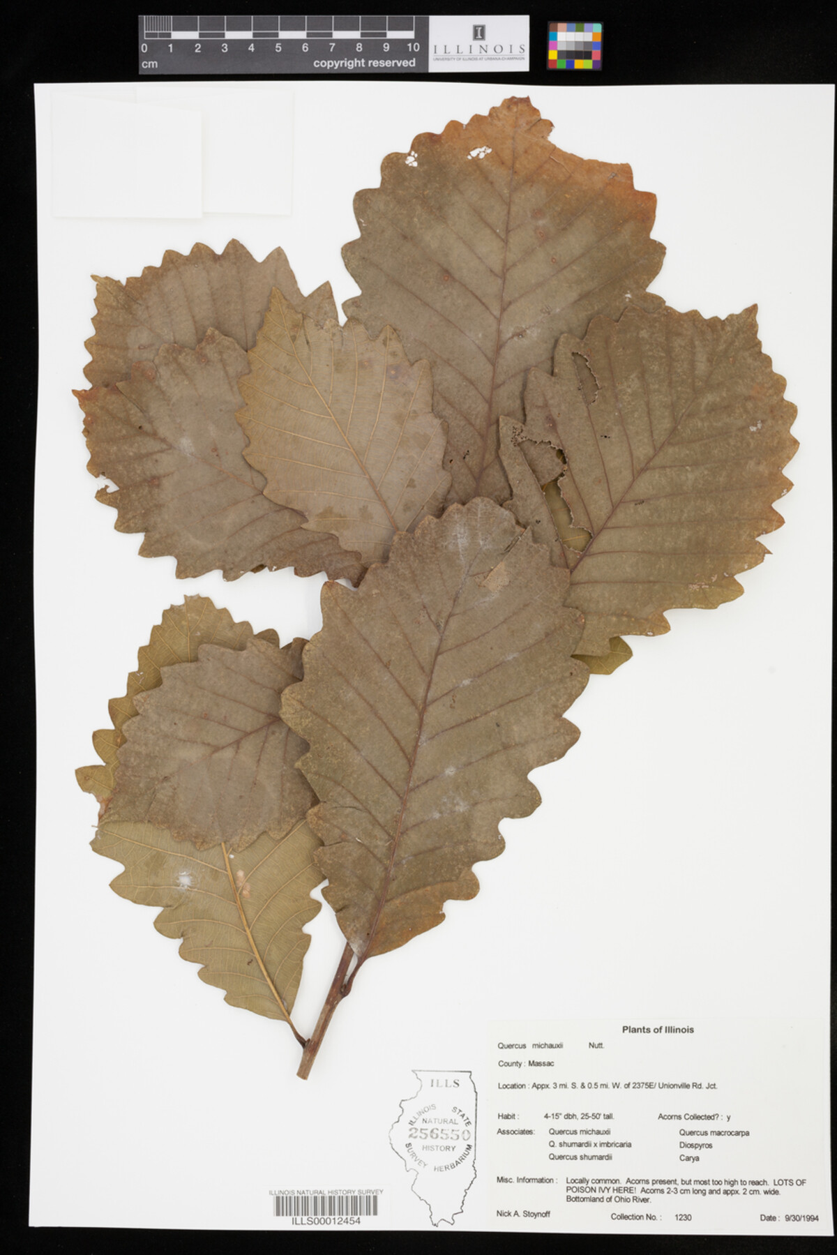 Quercus michauxii image