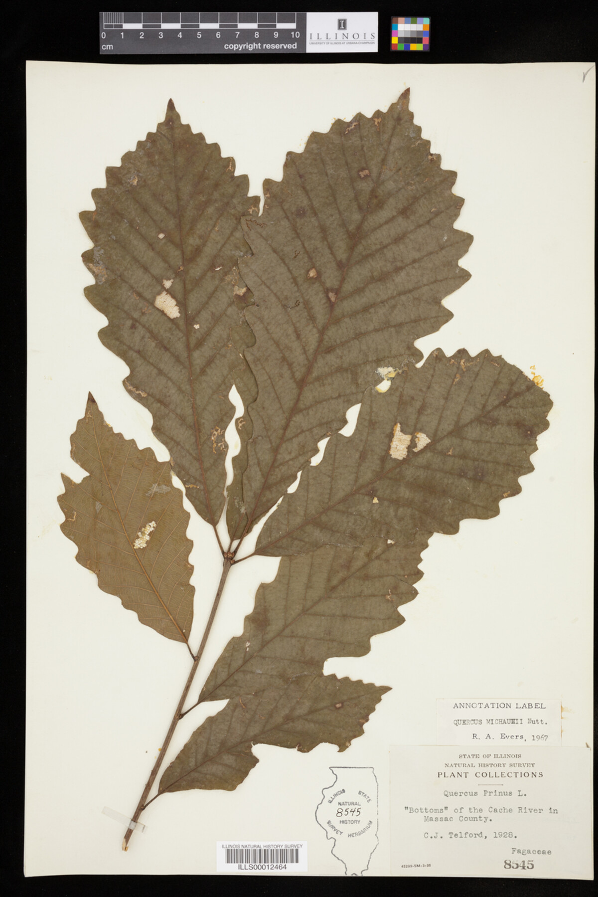 Quercus michauxii image