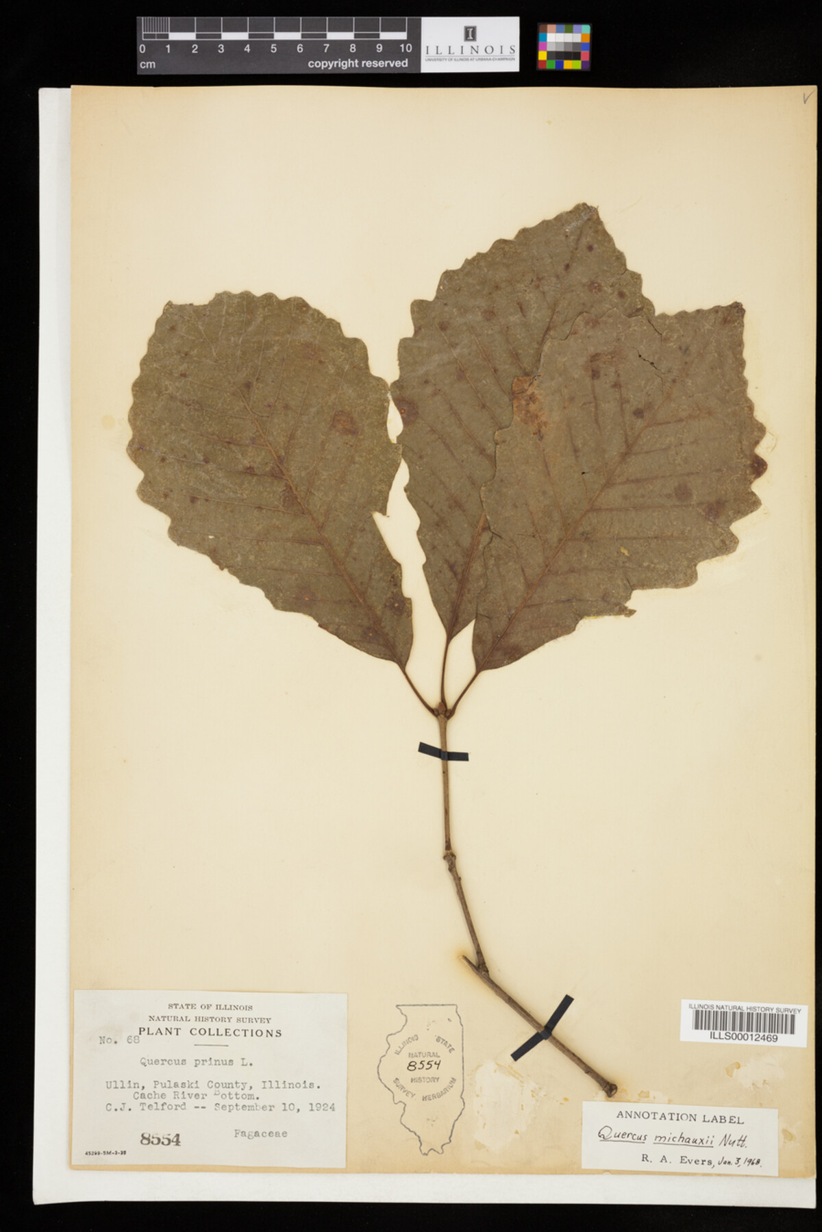 Quercus michauxii image