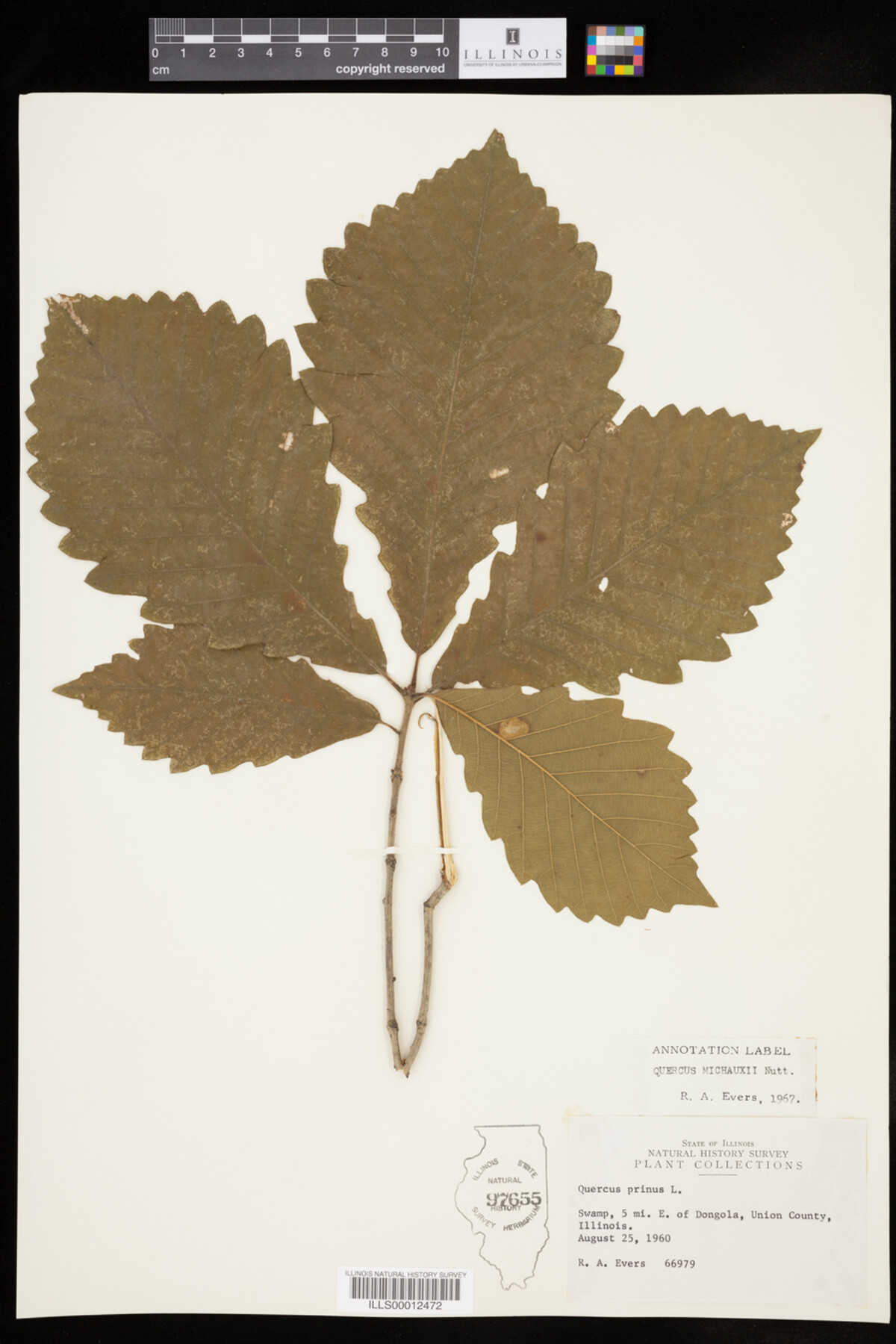 Quercus michauxii image