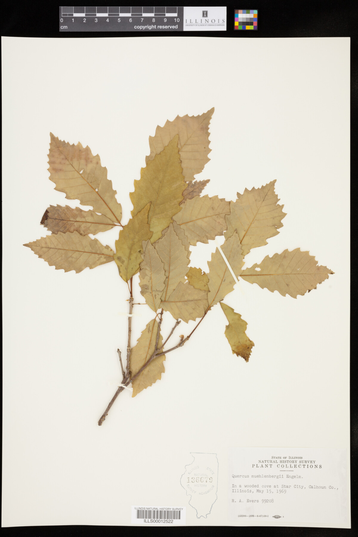 Quercus muehlenbergii image